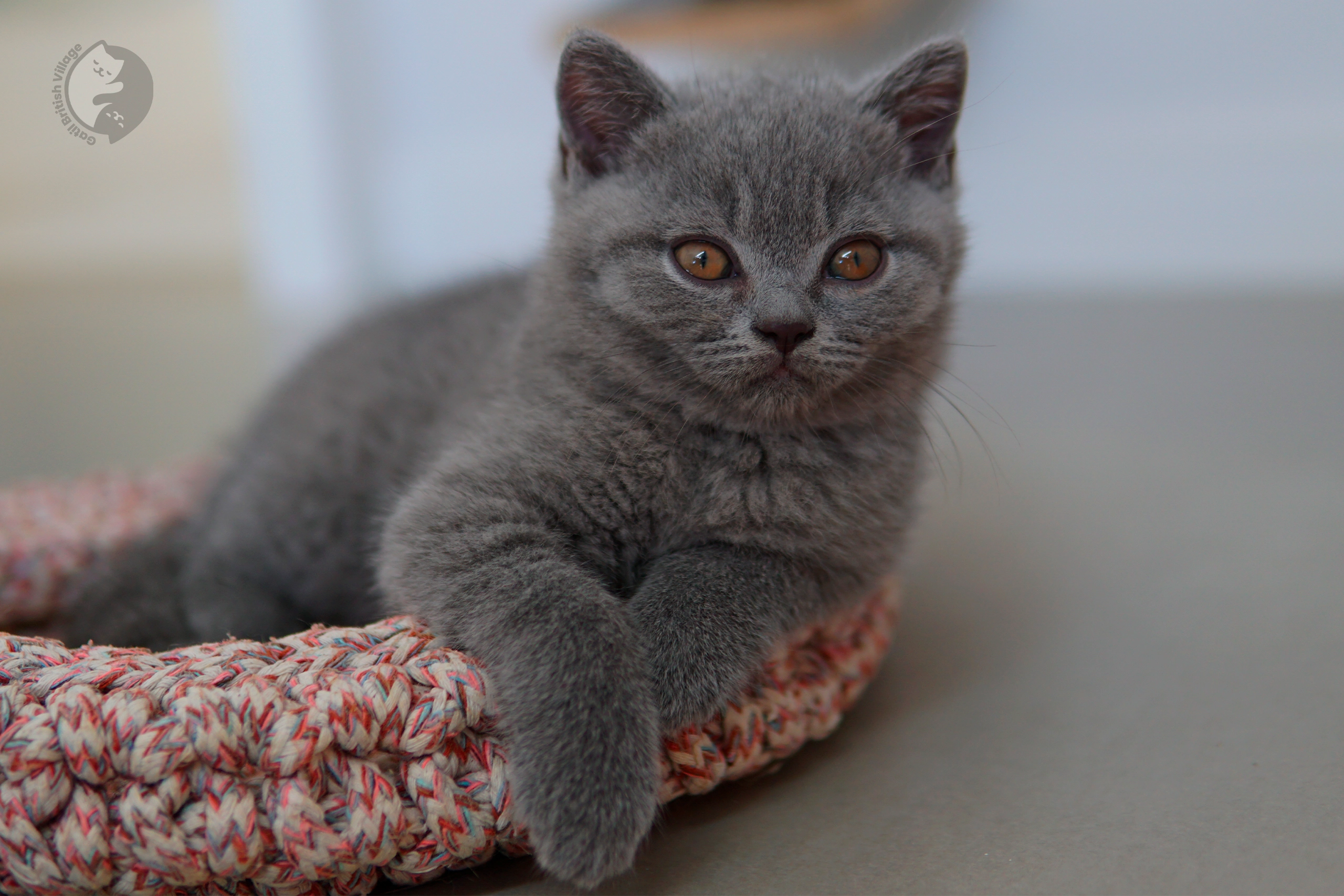 Filhote de British Shorthair