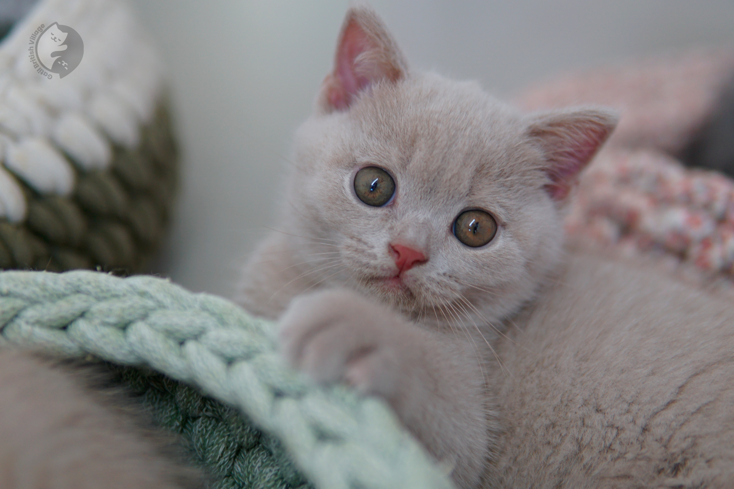 Filhote de British Shorthair