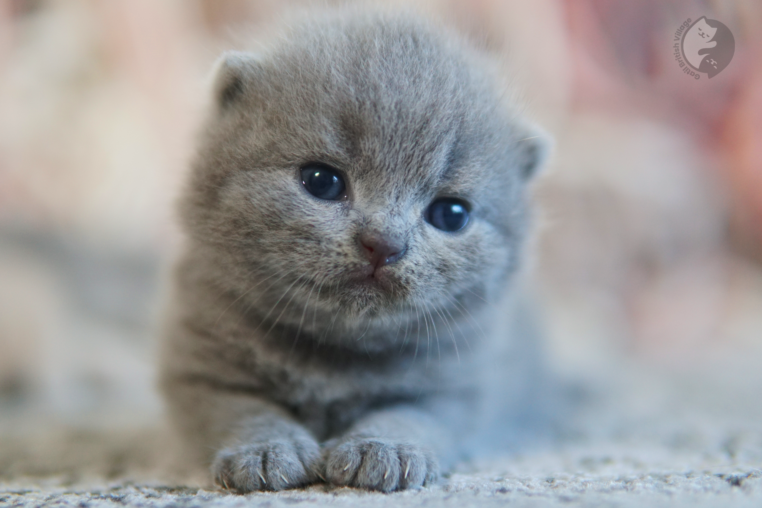 Filhote de British Shorthair