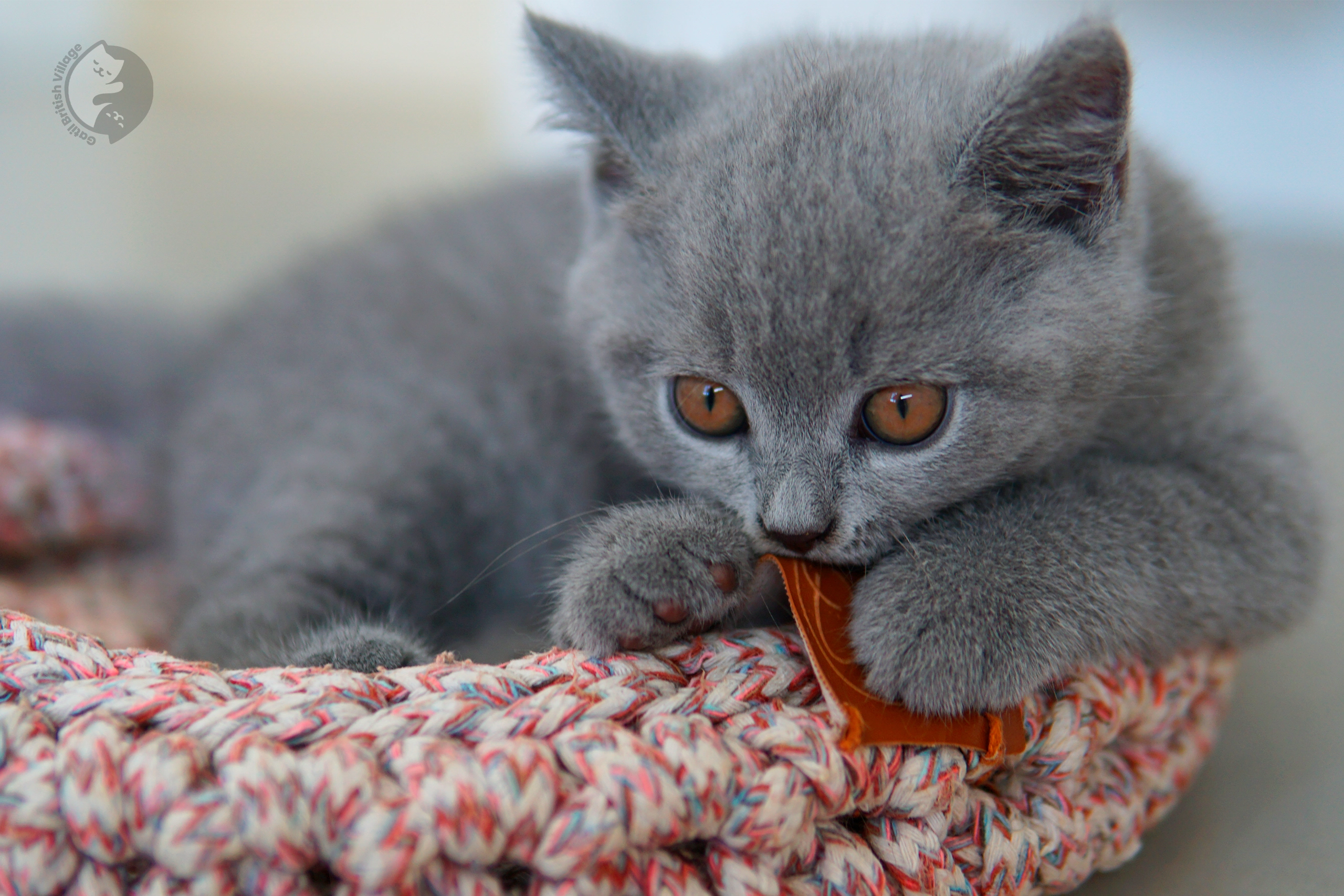 Filhote de British Shorthair