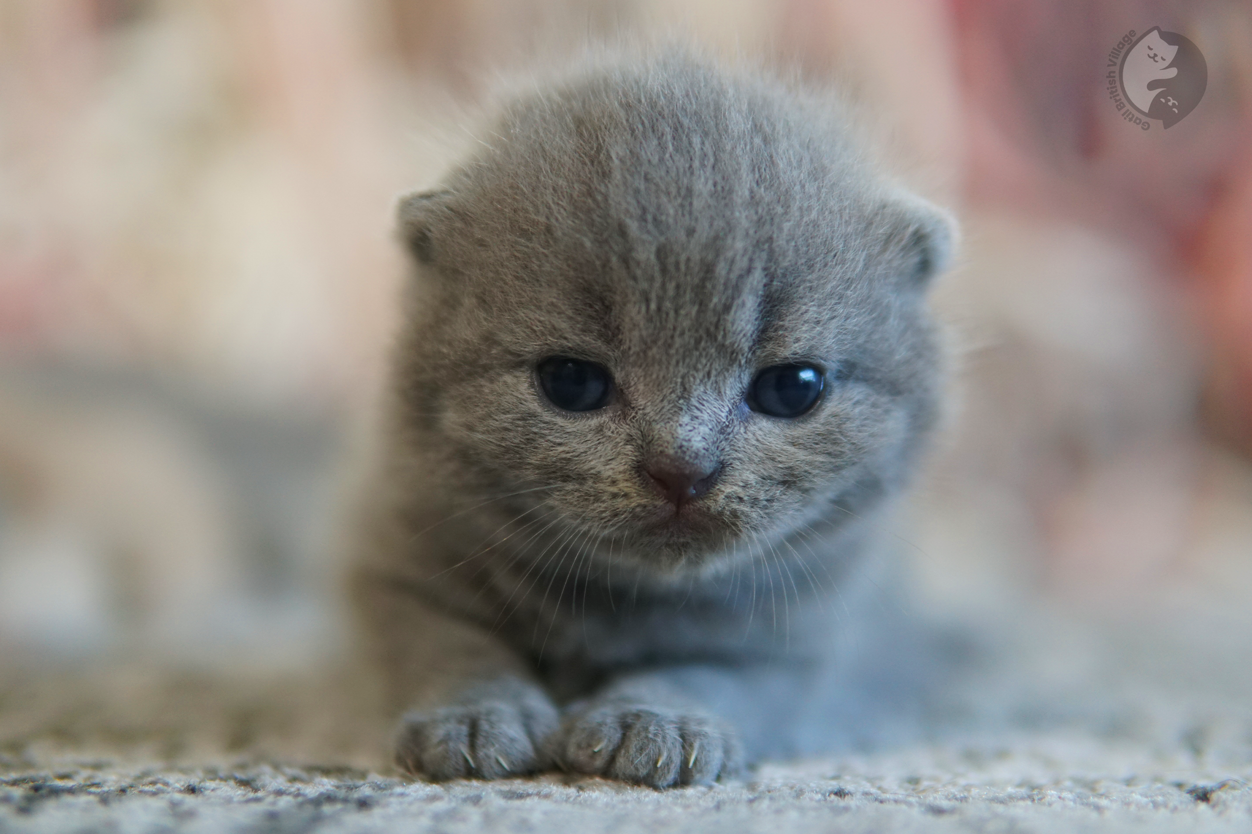 Filhote de British Shorthair