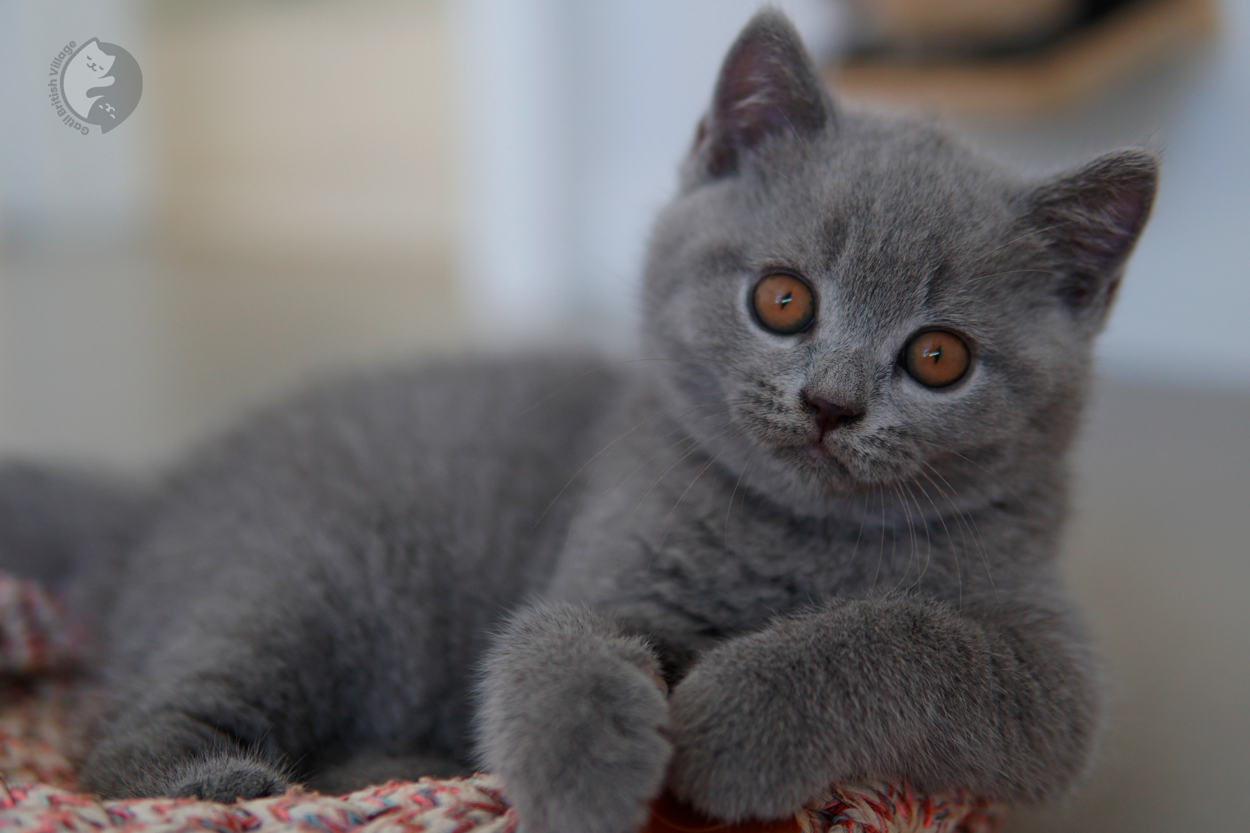 Filhote de British Shorthair