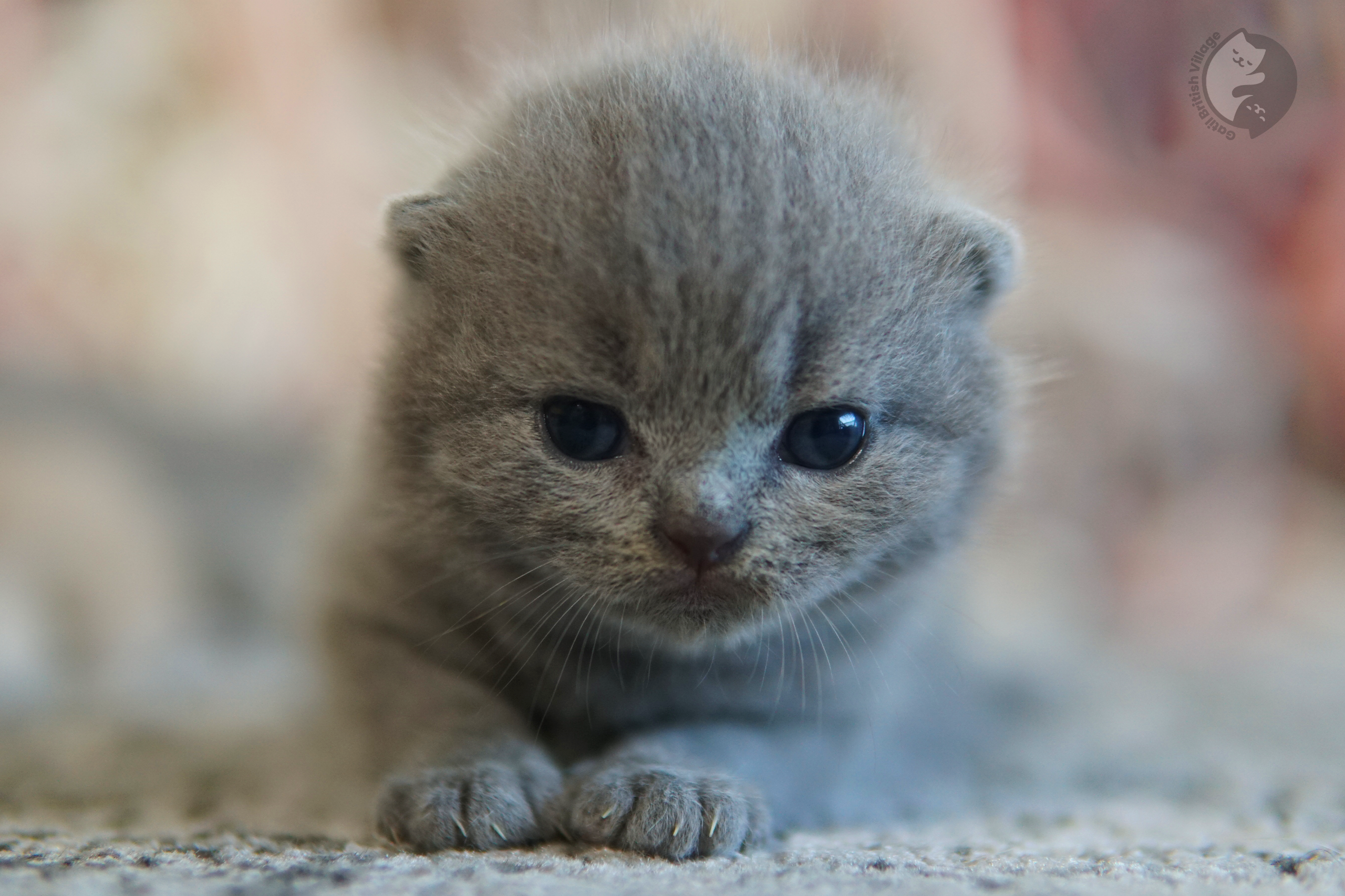 Filhote de British Shorthair