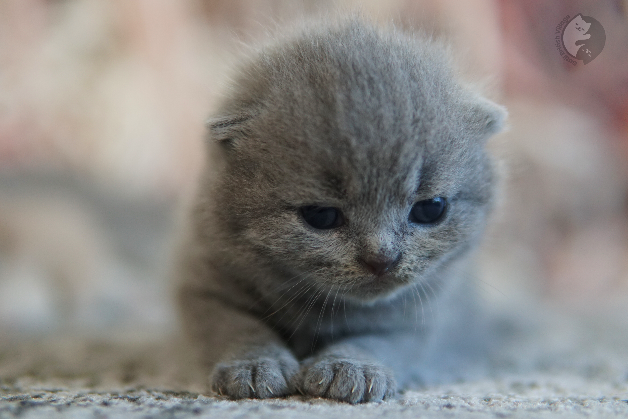 Filhote de British Shorthair