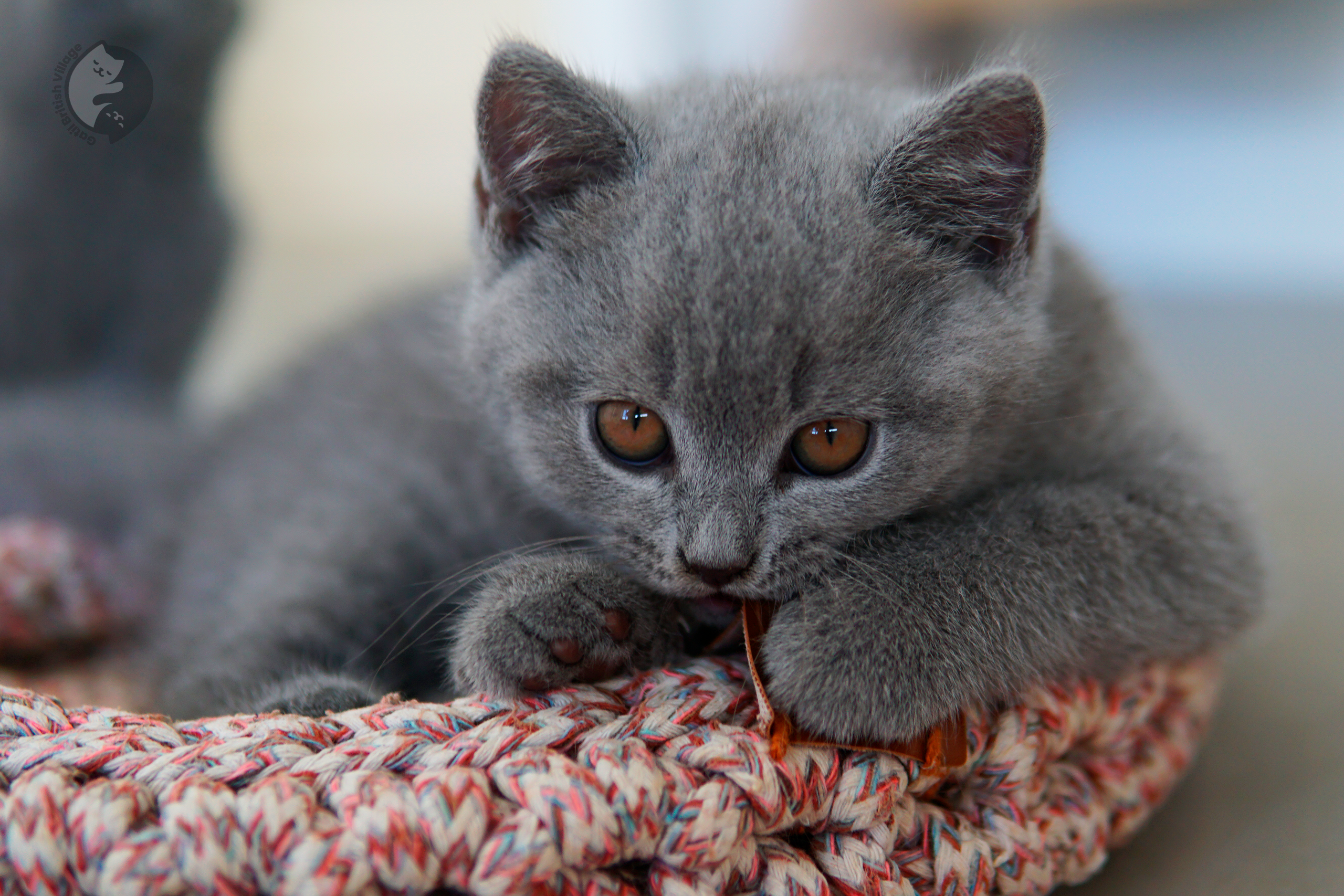 Filhote de British Shorthair