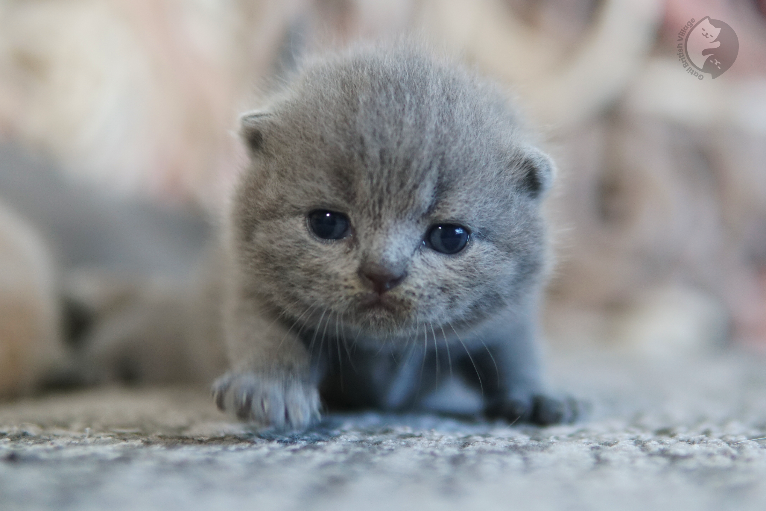 Filhote de British Shorthair