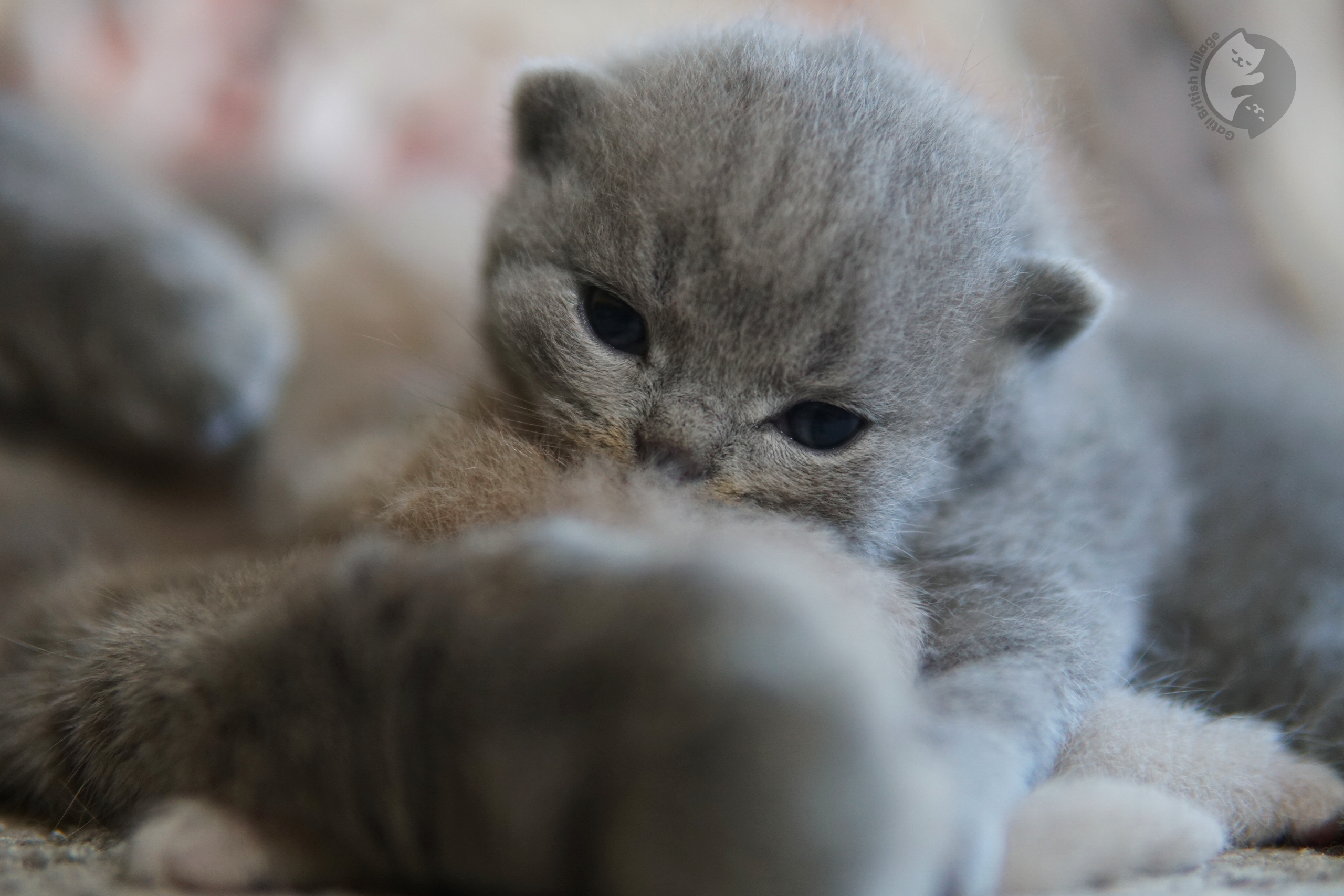 Filhote de British Shorthair