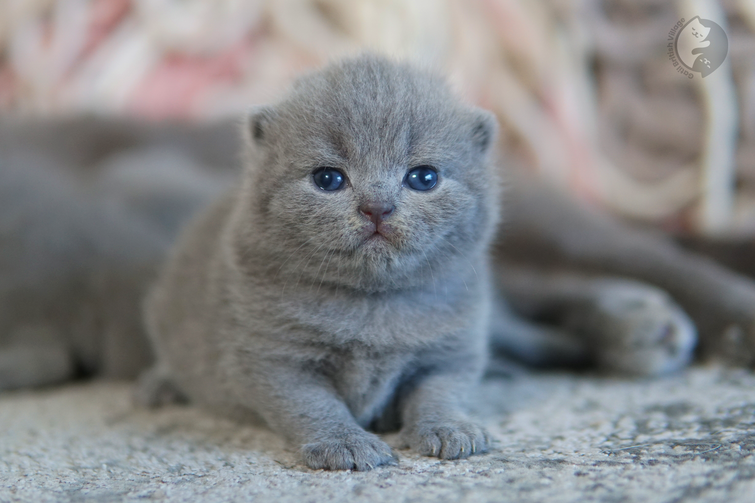 Filhote de British Shorthair