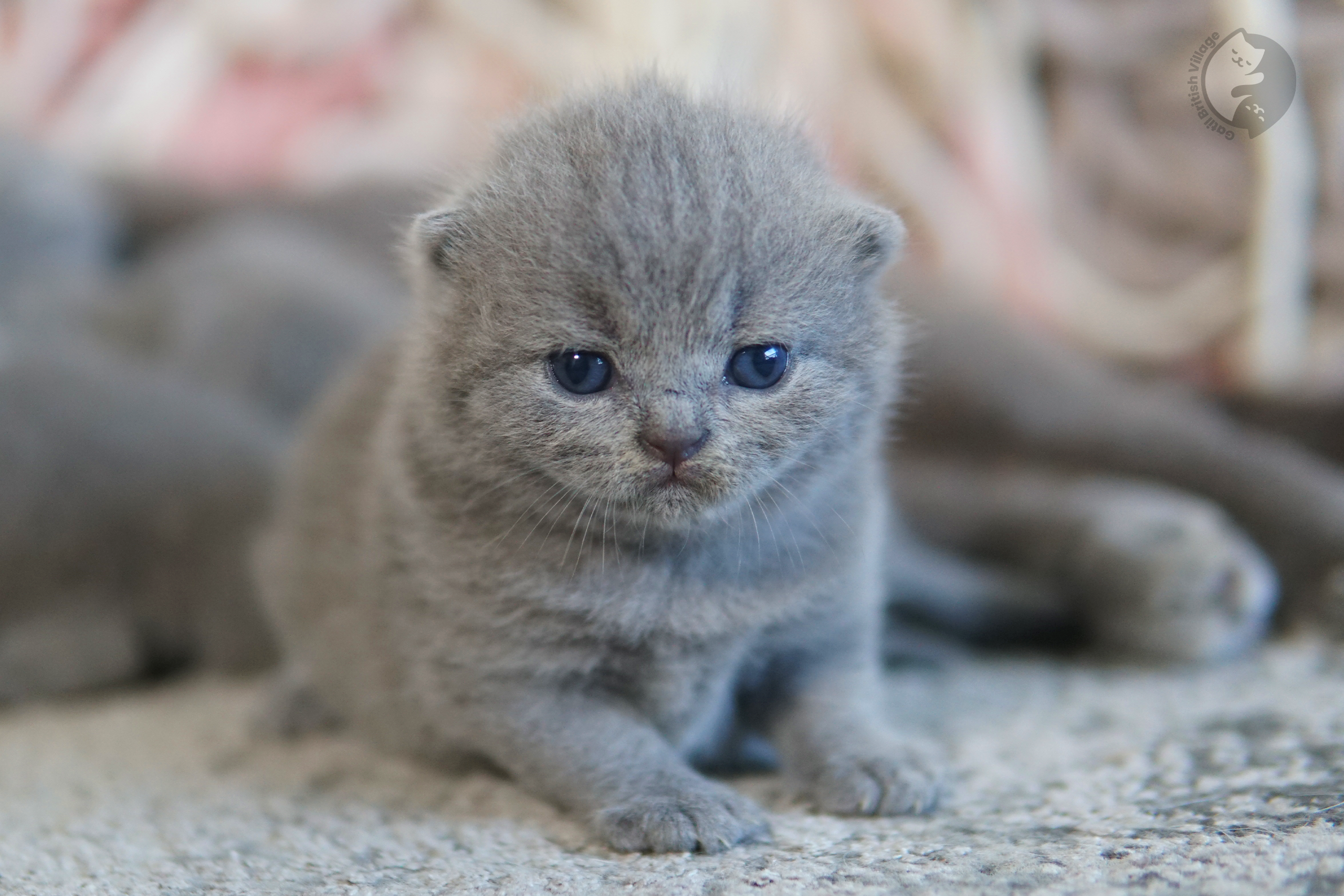 Filhote de British Shorthair