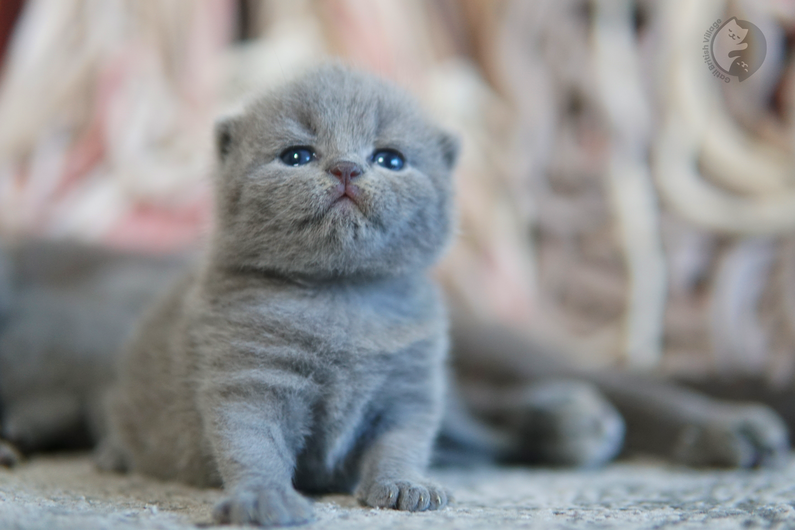 Filhote de British Shorthair