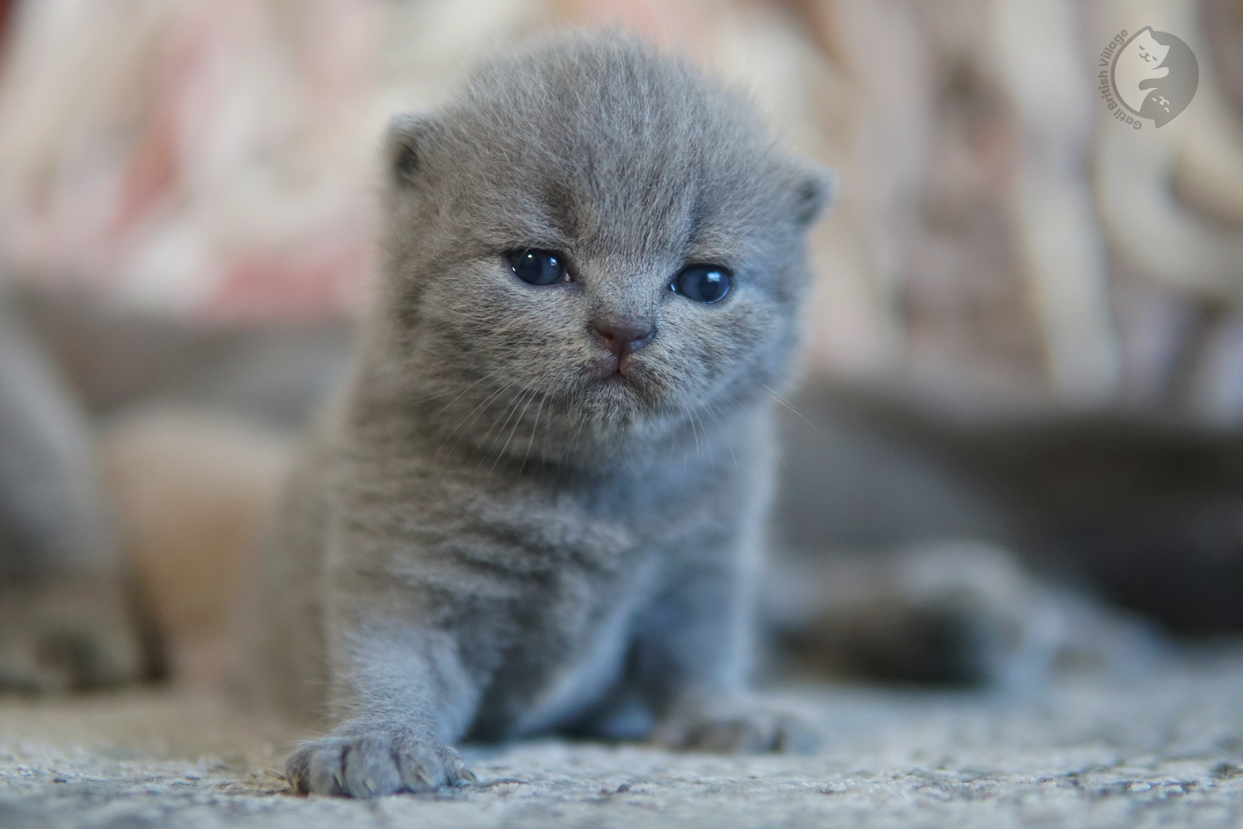 Filhote de British Shorthair