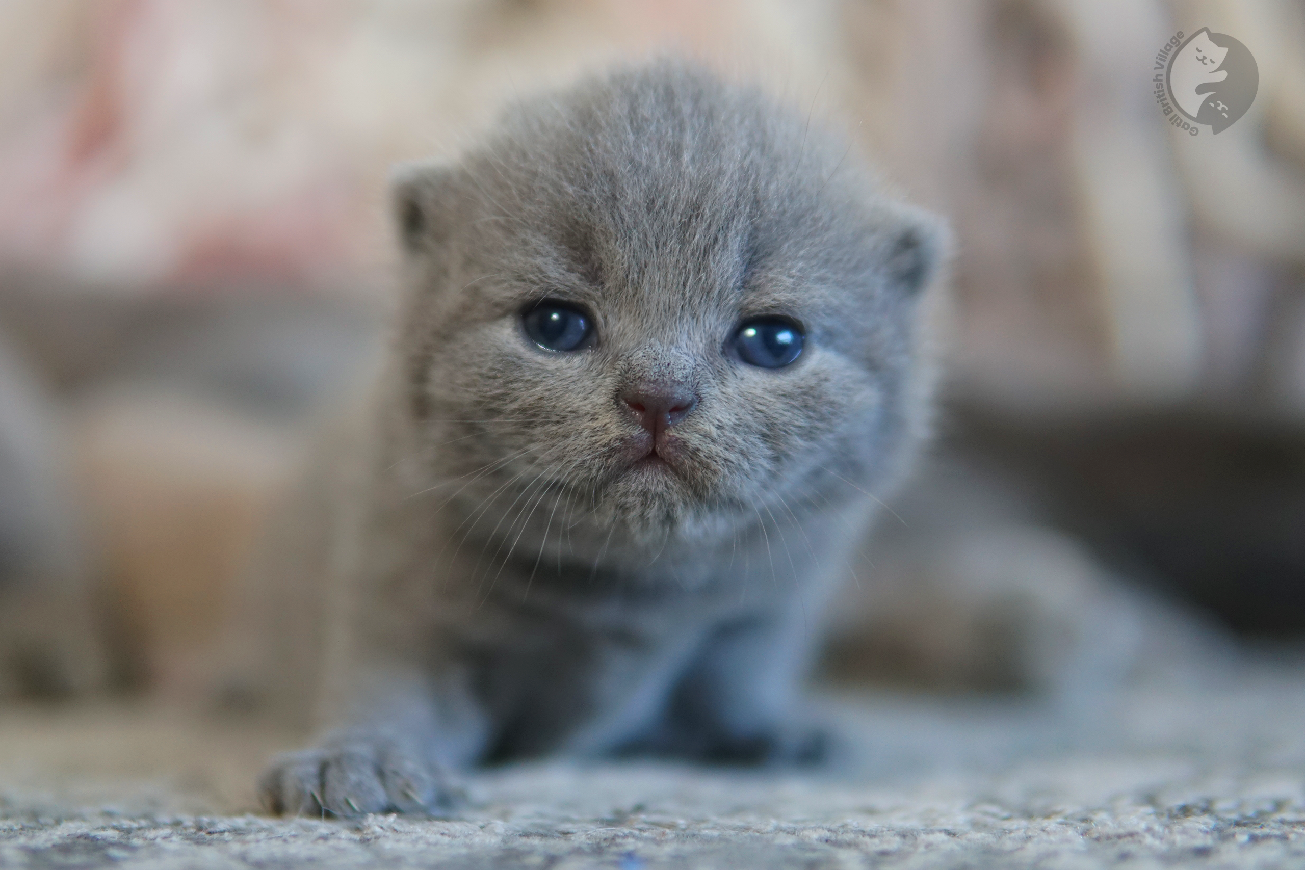 Filhote de British Shorthair