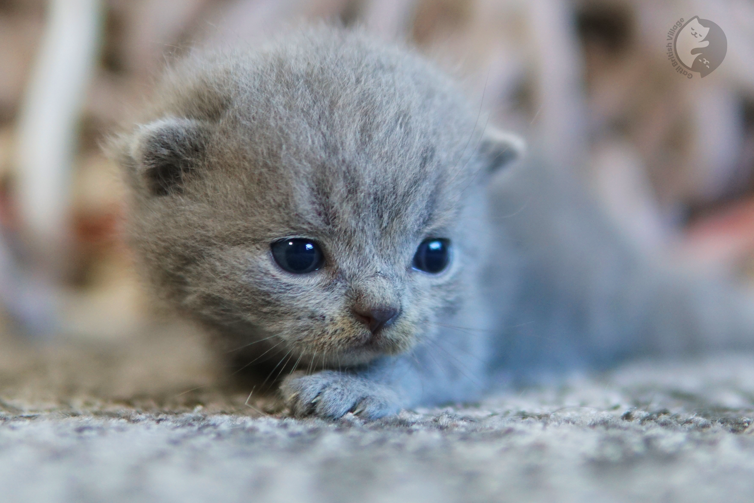 Filhote de British Shorthair