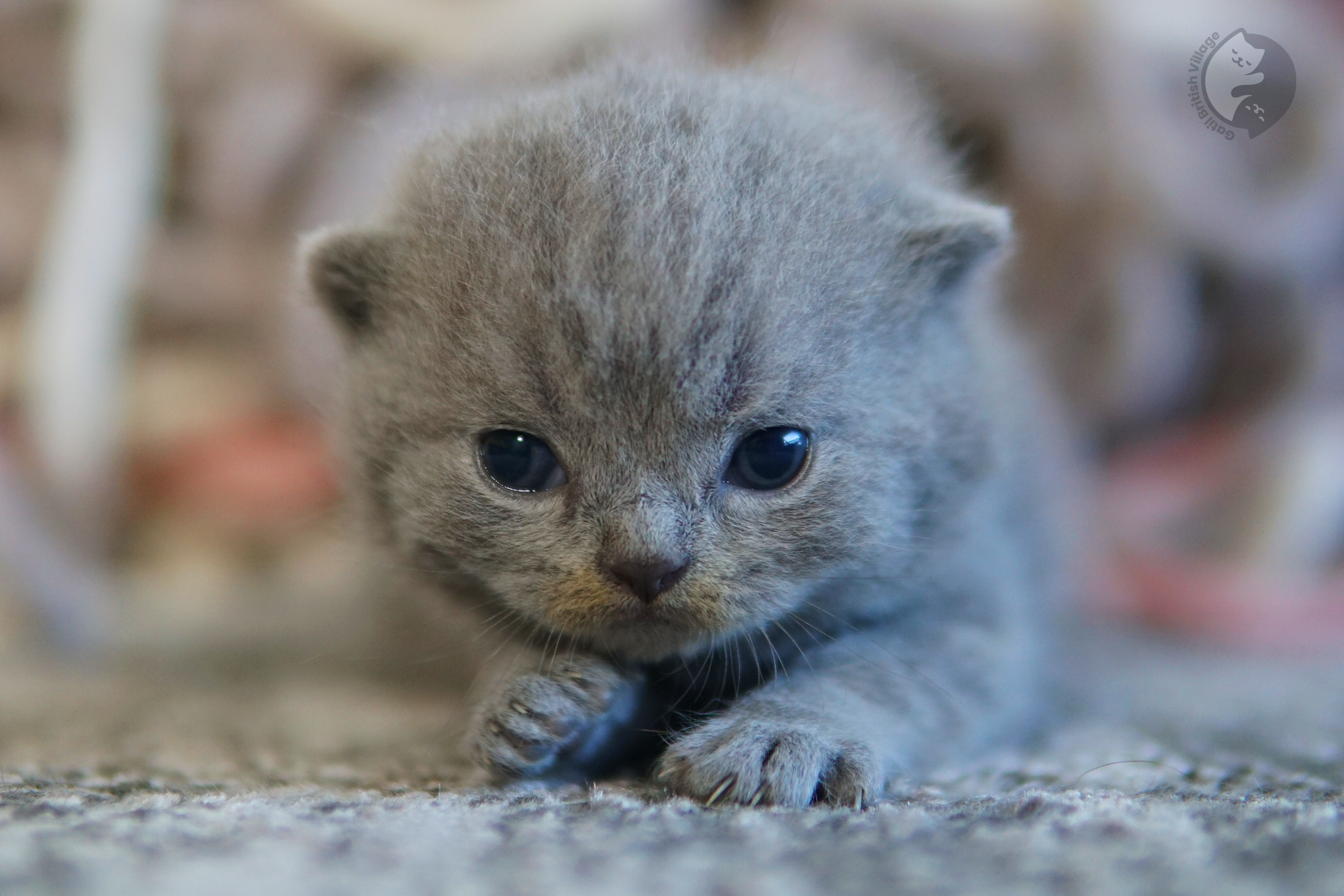 Filhote de British Shorthair