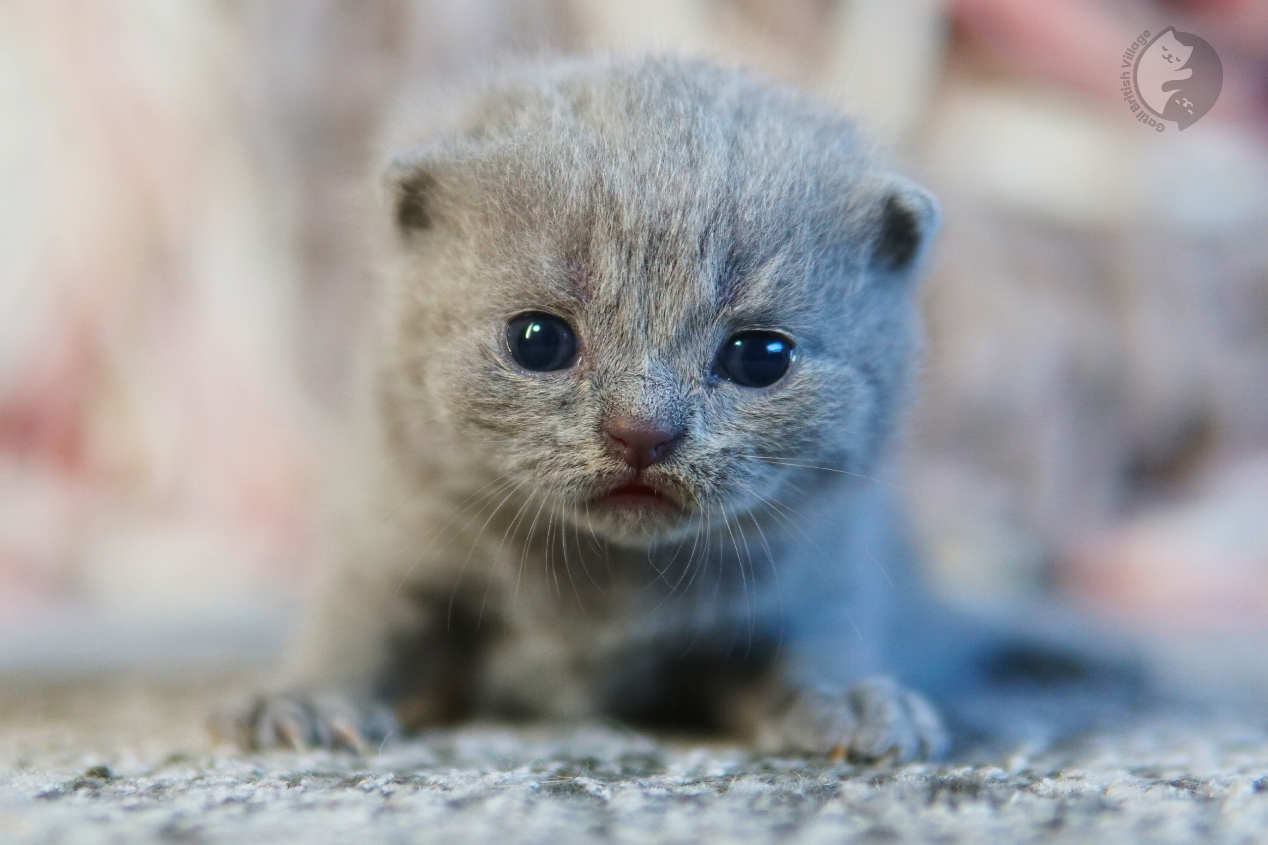 Filhote de British Shorthair