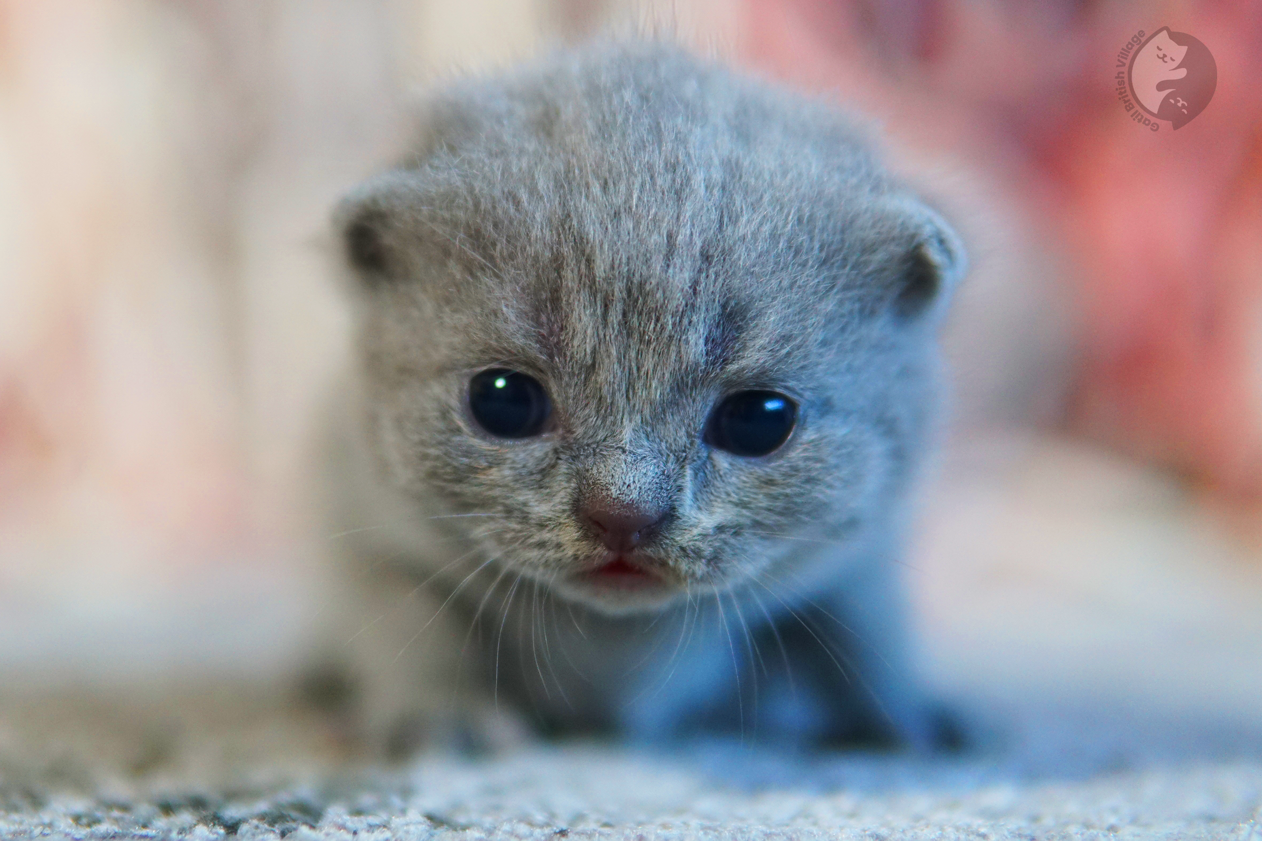 Filhote de British Shorthair