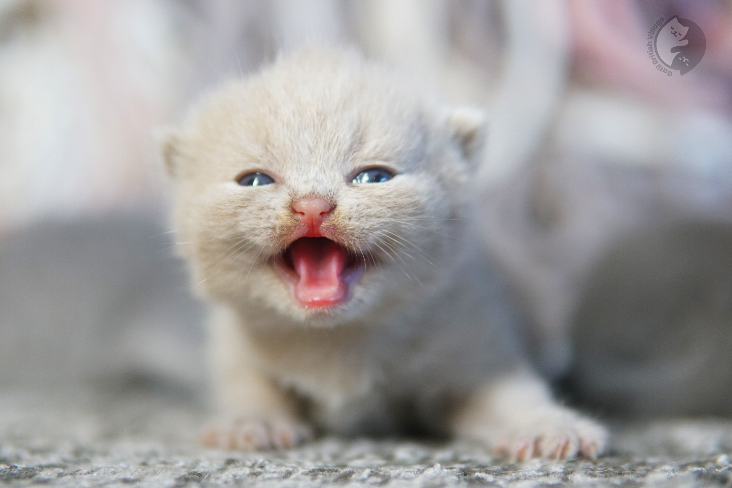 Filhote de British Shorthair