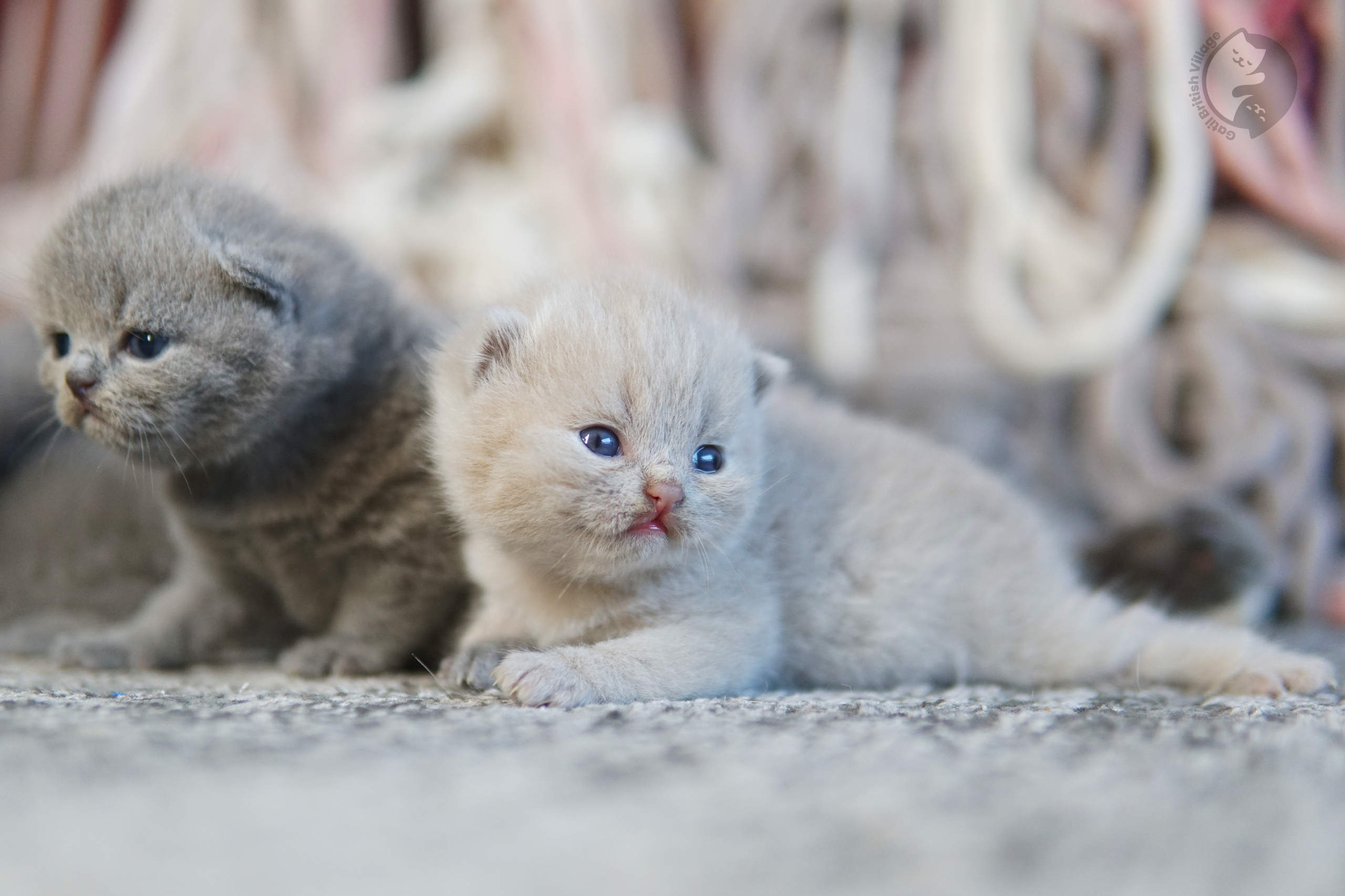 Filhote de British Shorthair