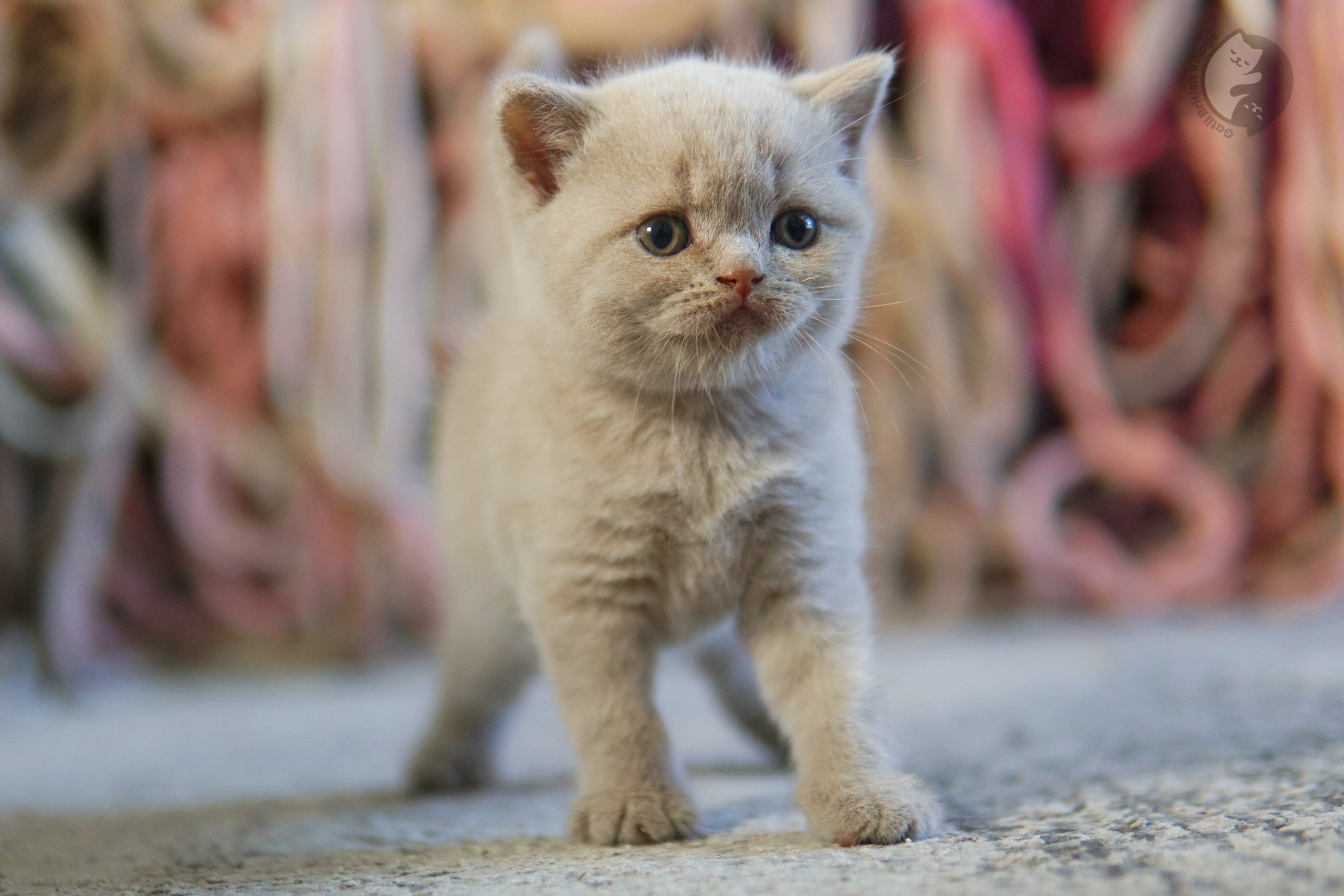 Filhote de British Shorthair