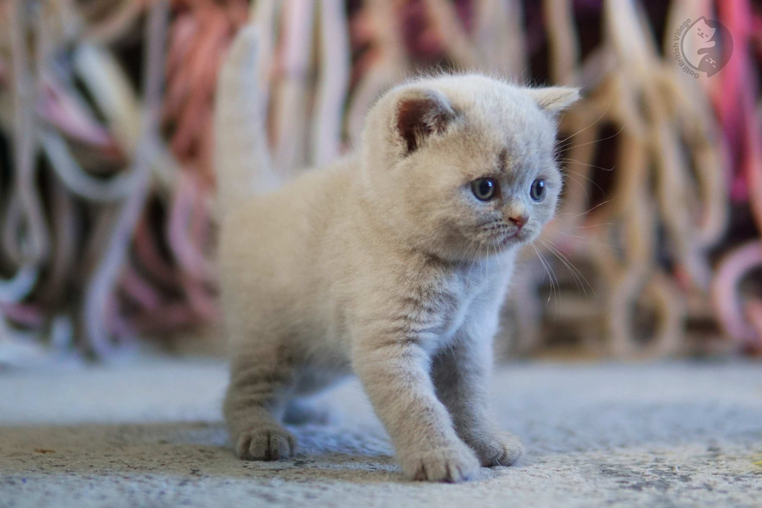 Filhote de British Shorthair