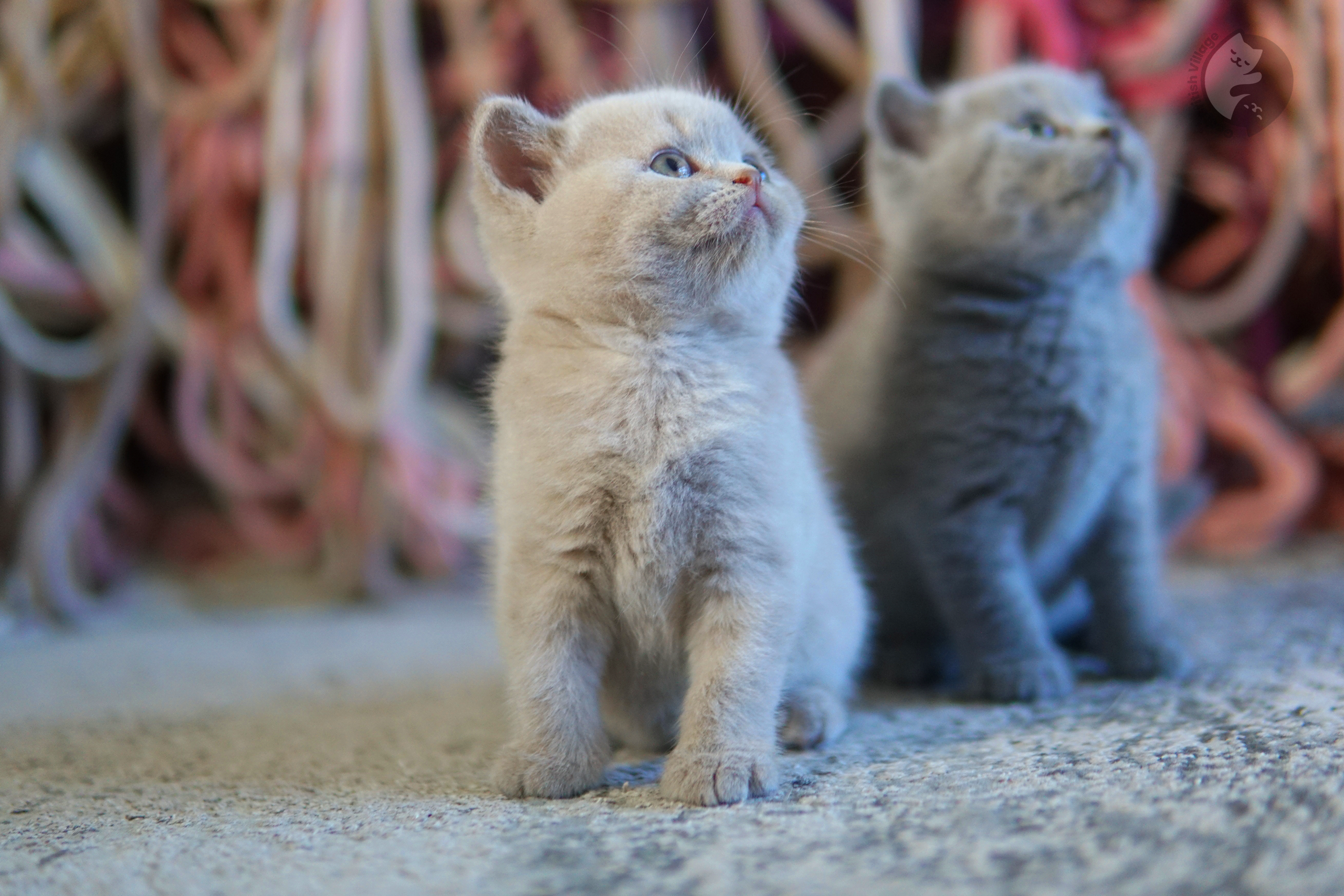 Filhote de British Shorthair