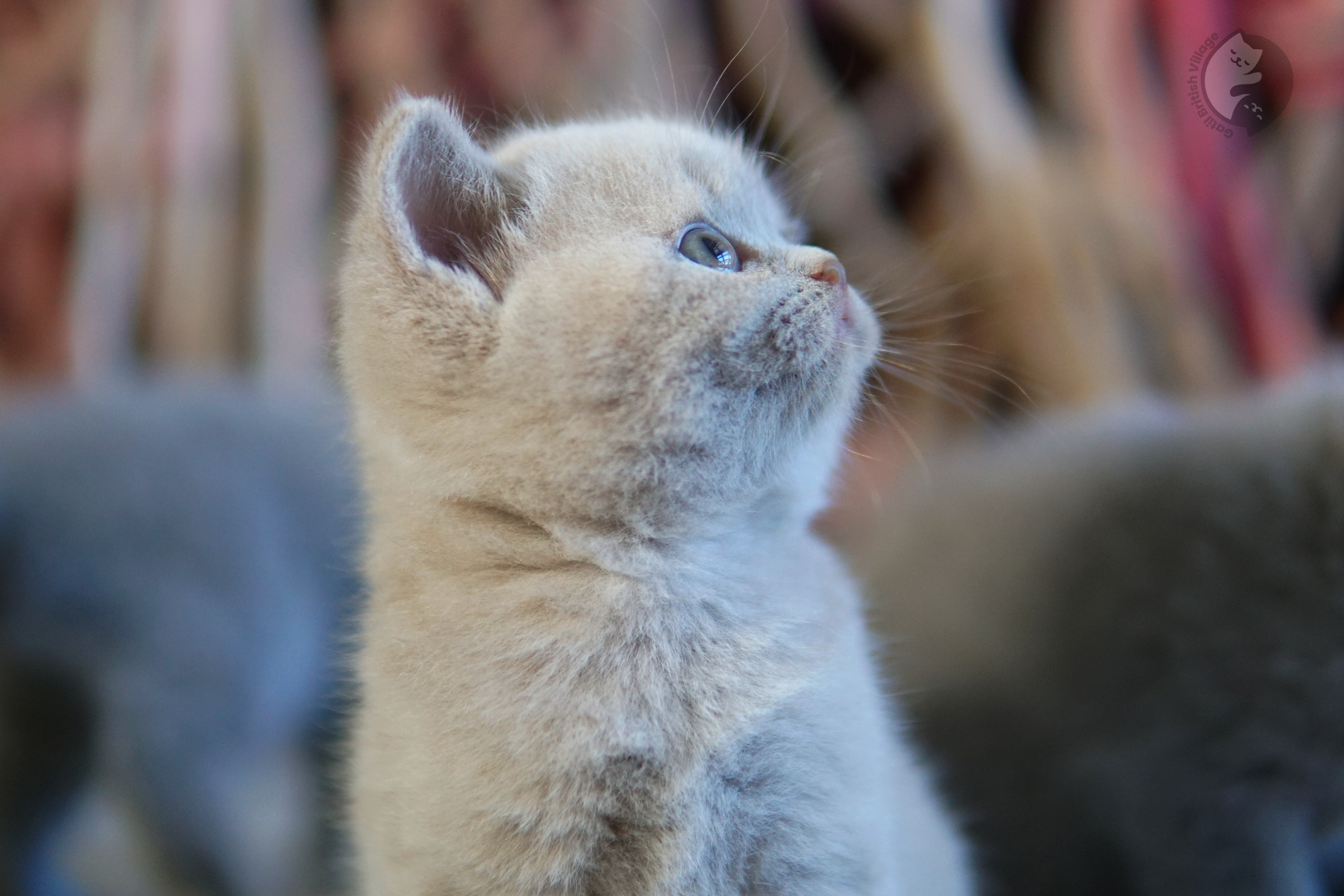 Filhote de British Shorthair