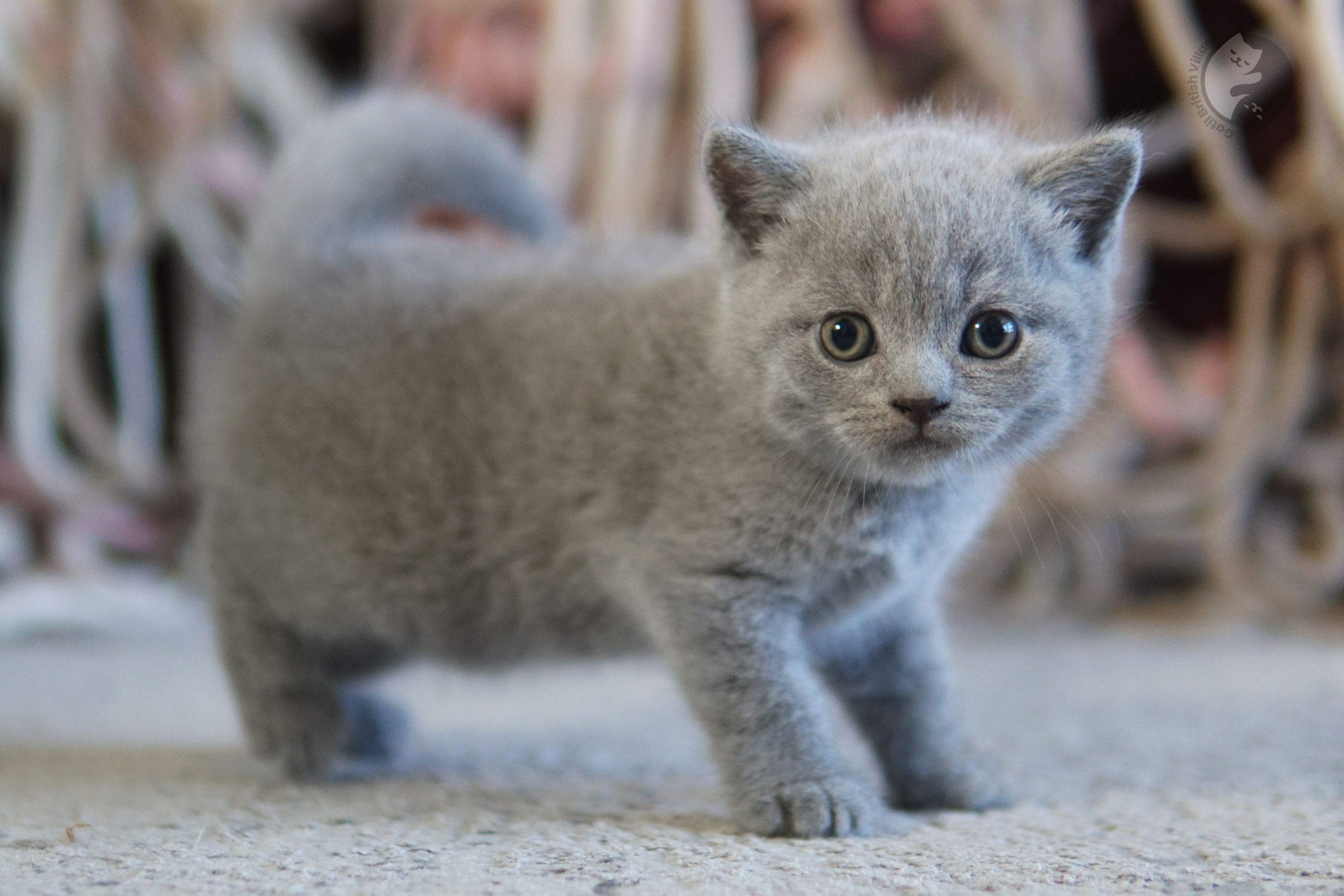 Filhote de British Shorthair