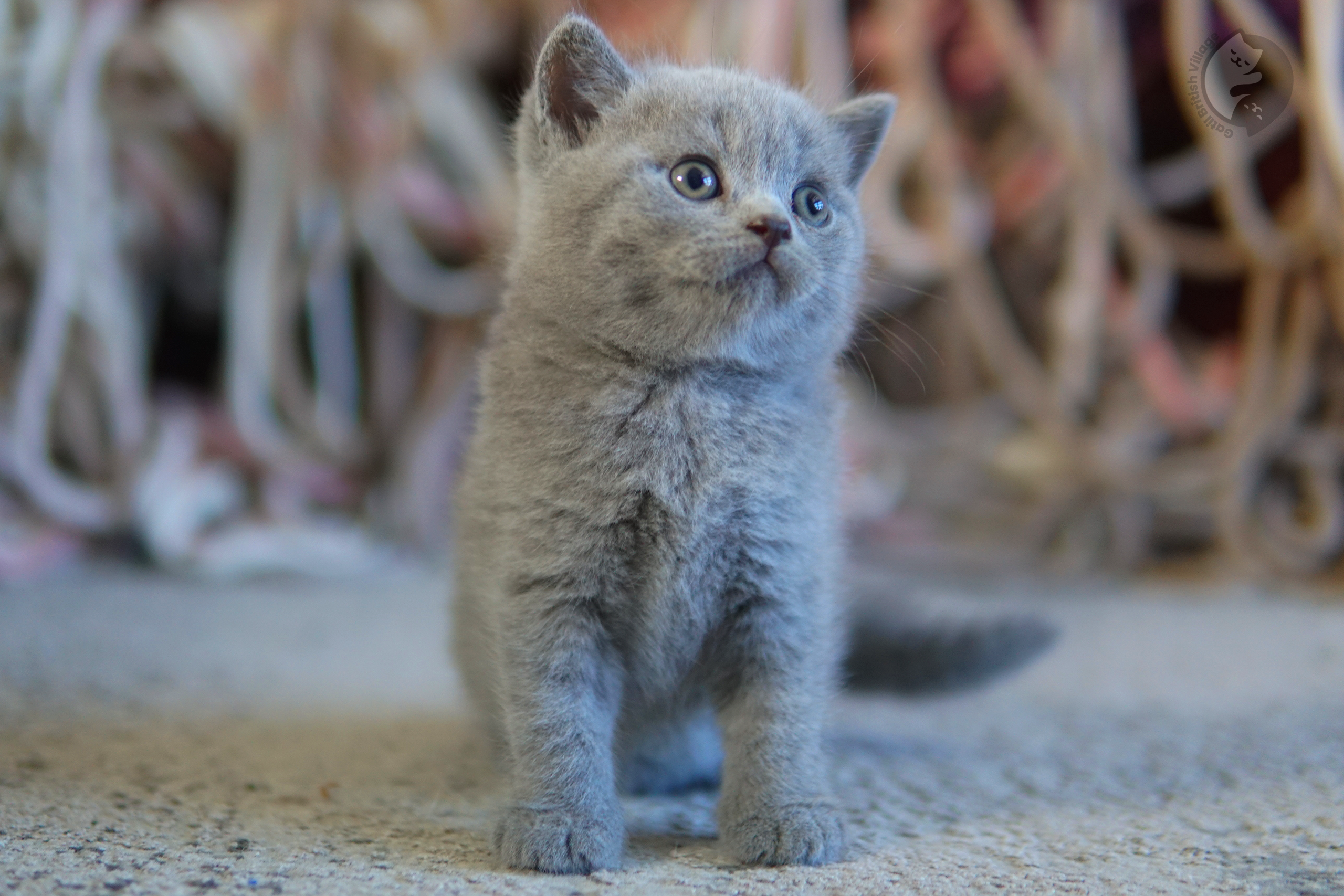 Filhote de British Shorthair