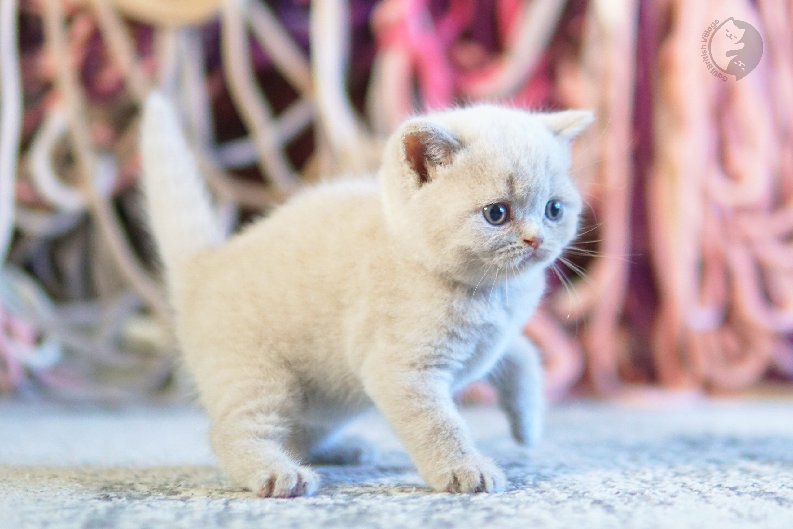 Filhote de British Shorthair