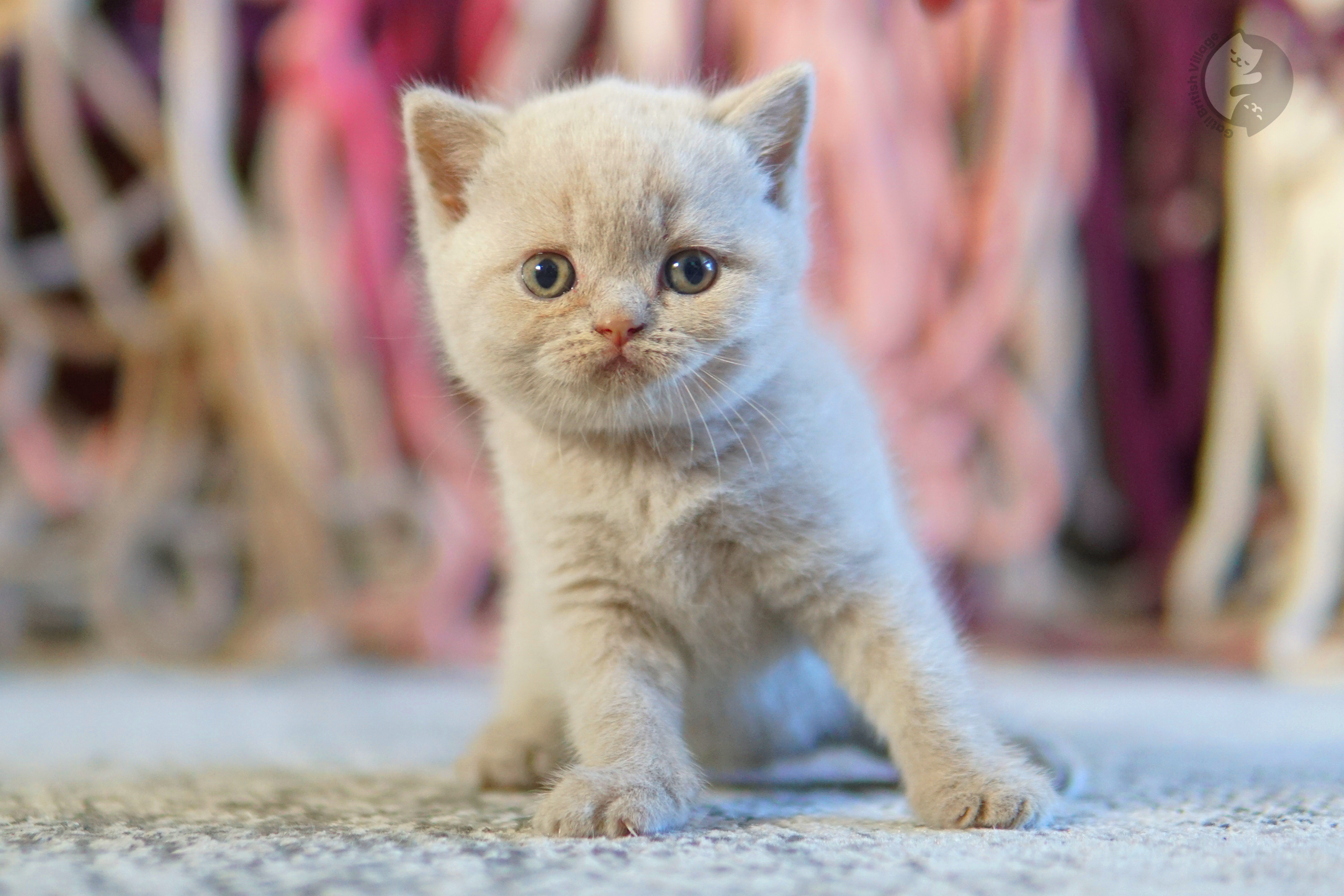 Filhote de British Shorthair