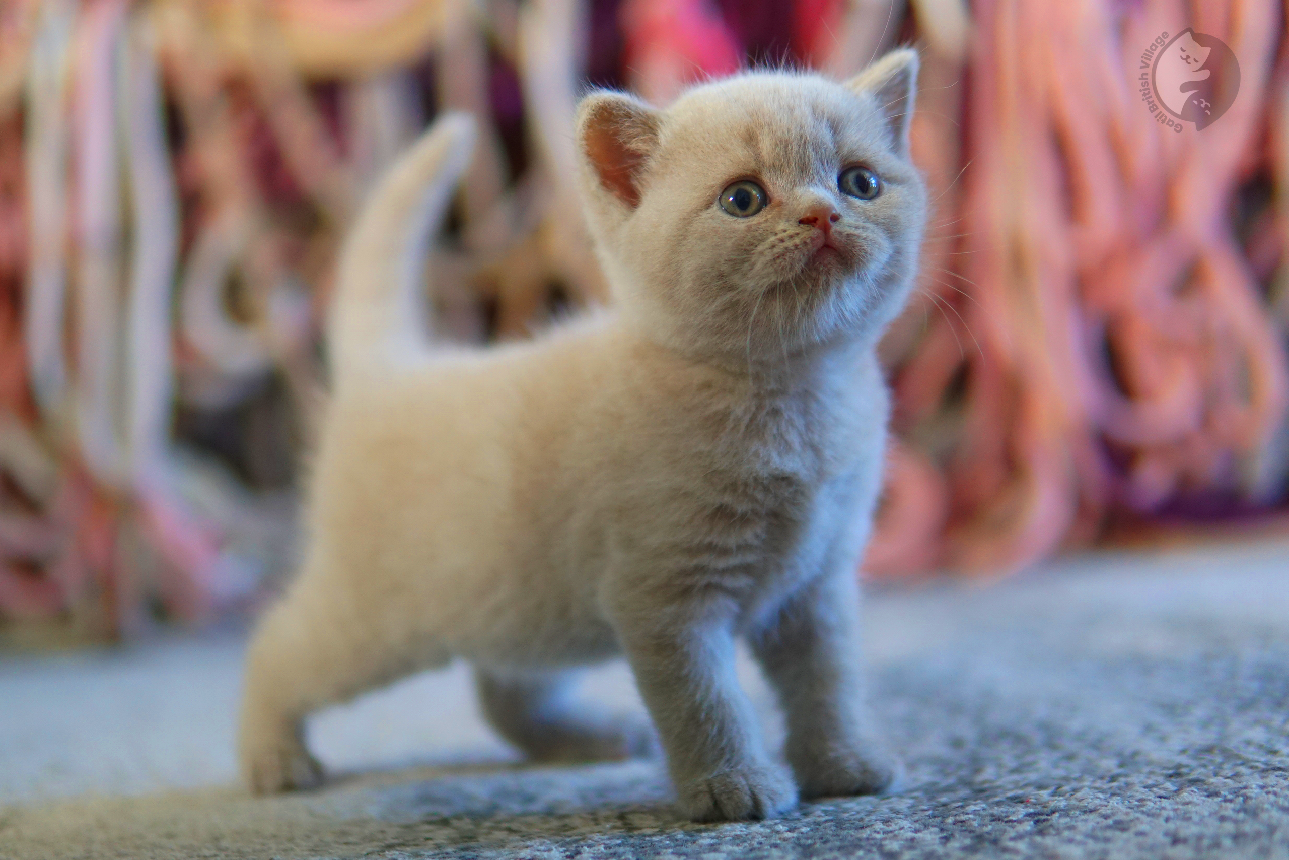 Filhote de British Shorthair