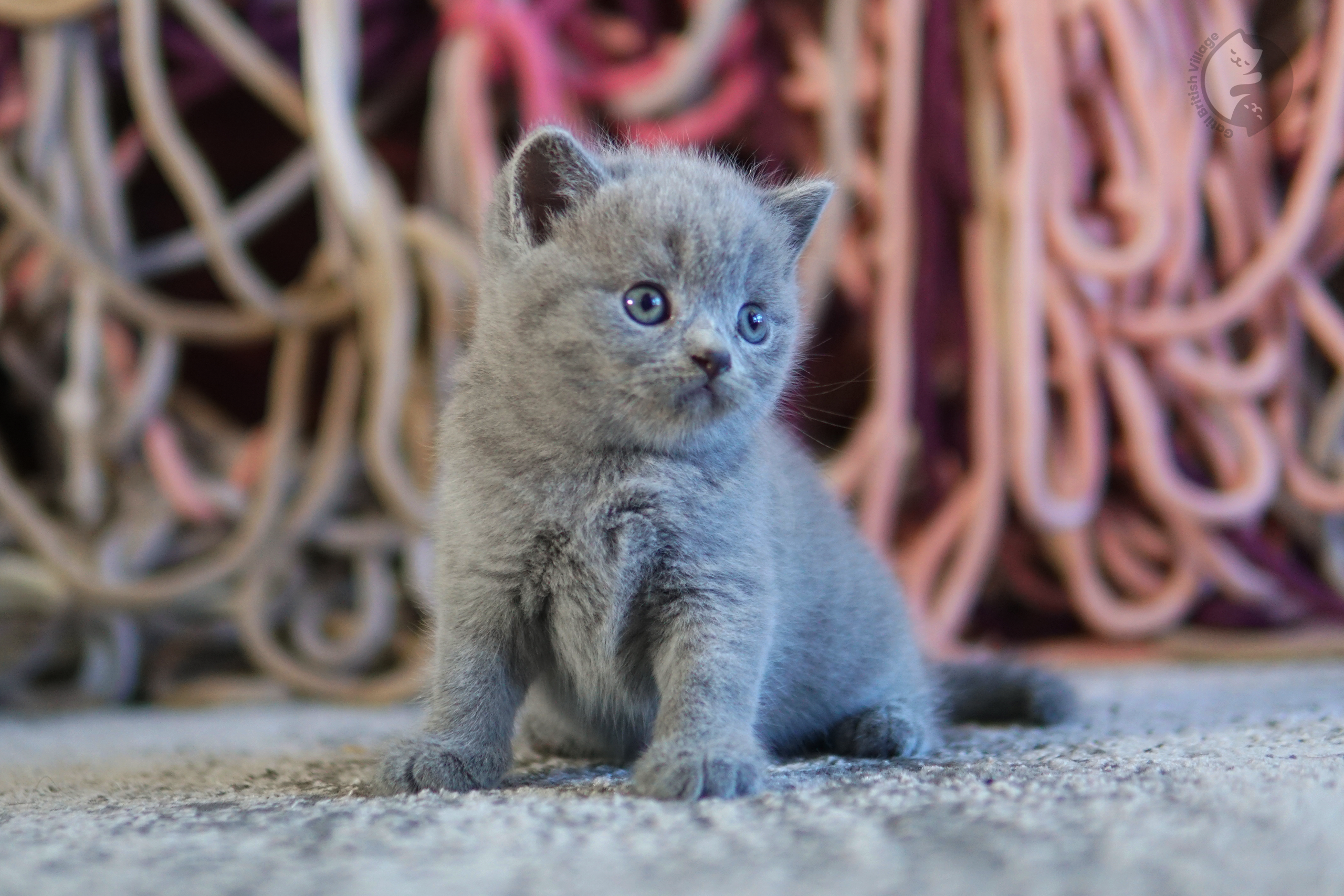 Filhote de British Shorthair