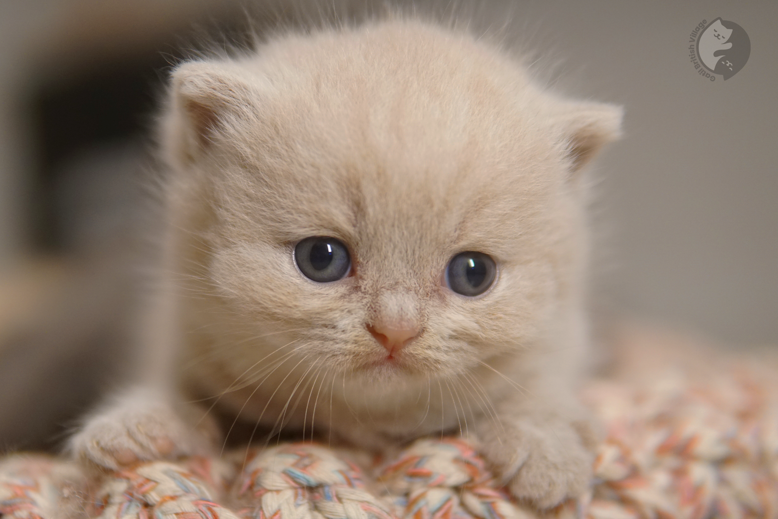 Filhote de British Shorthair