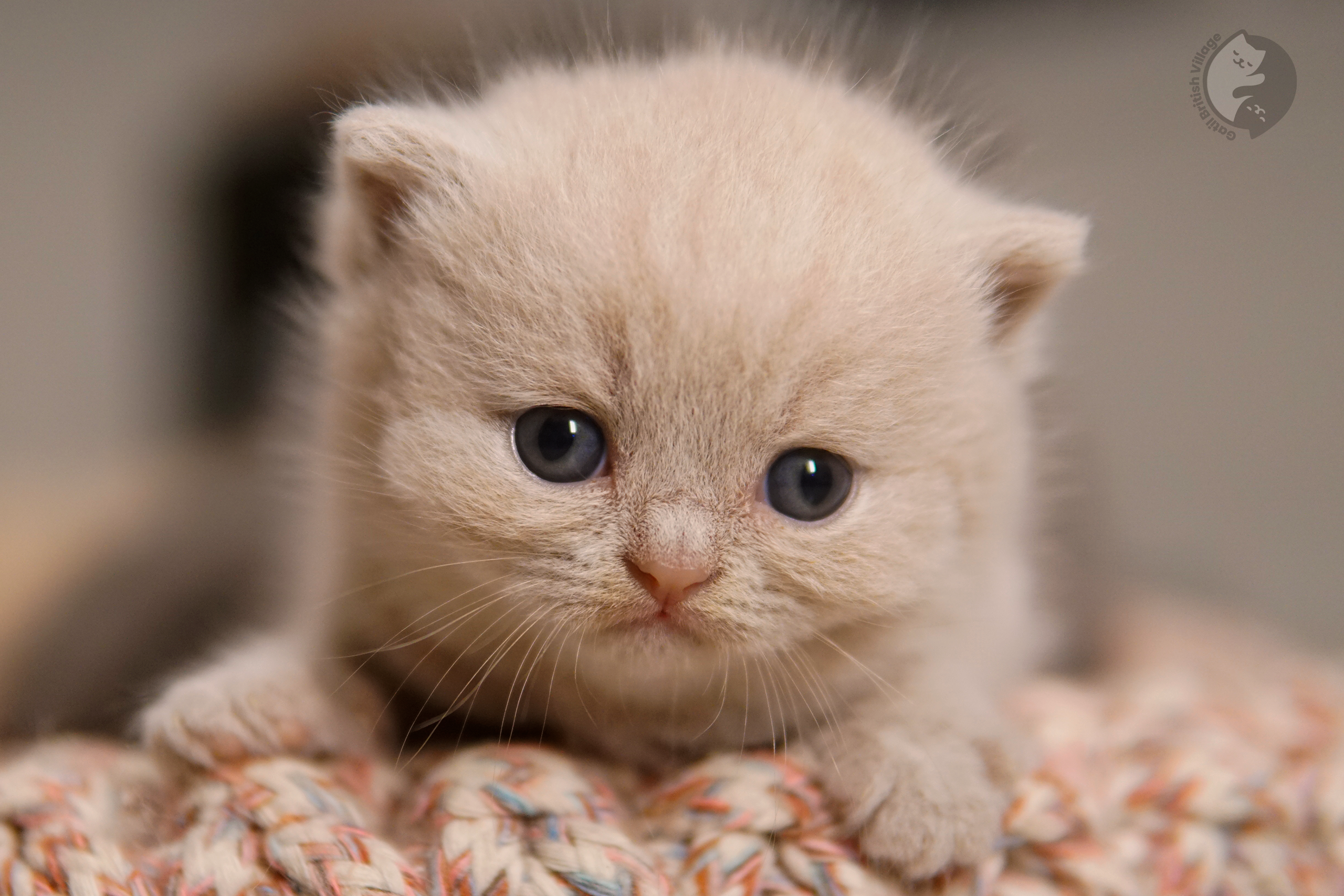 Filhote de British Shorthair