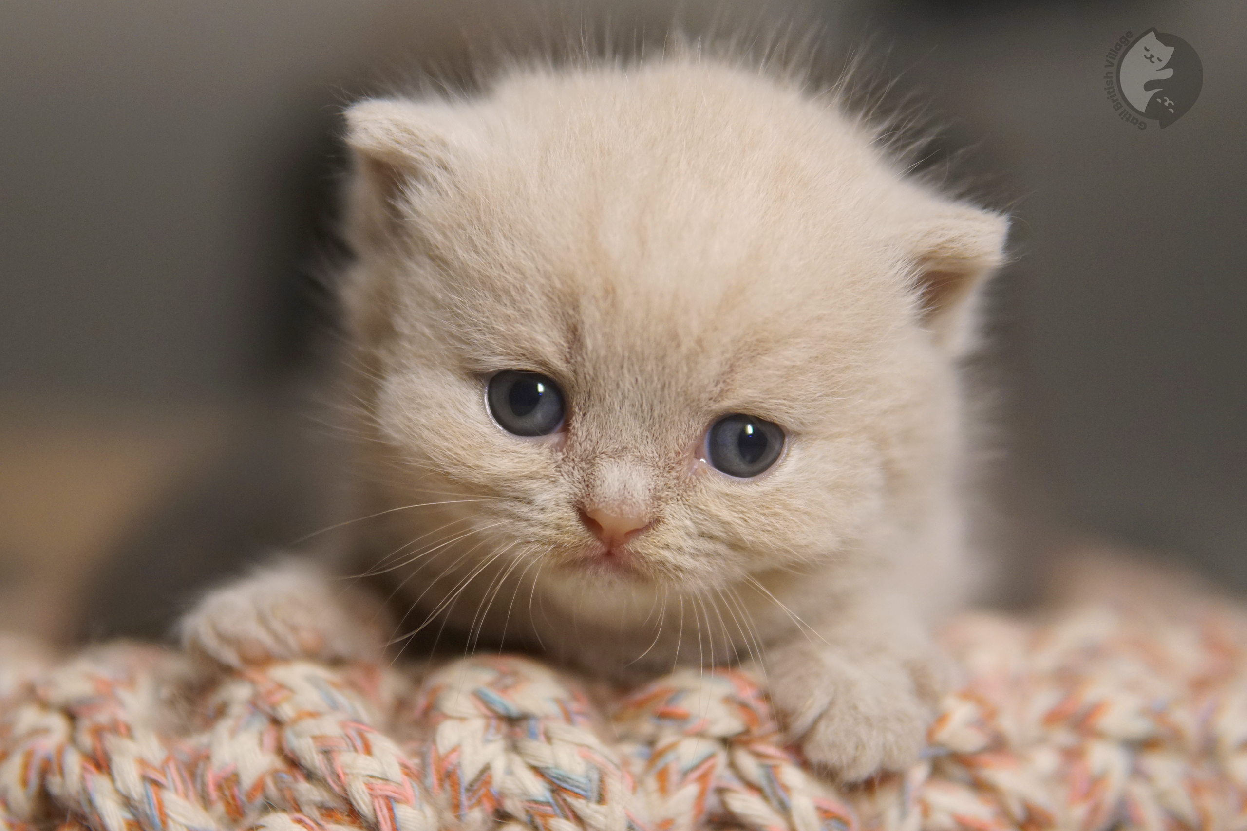 Filhote de British Shorthair