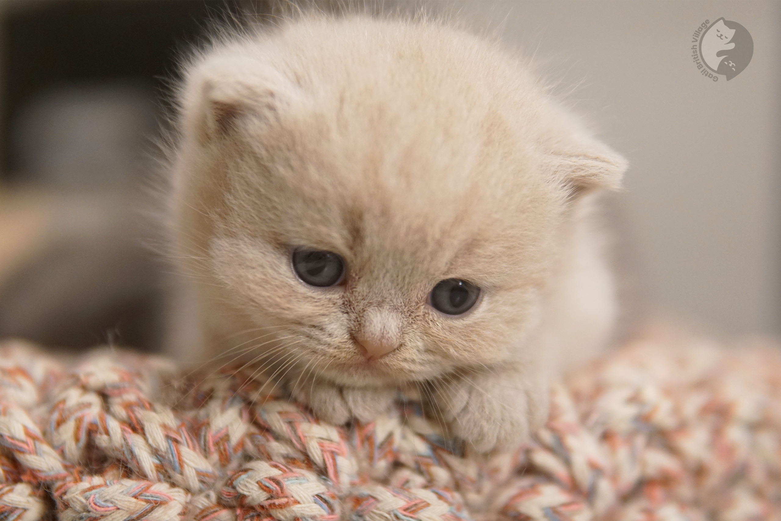 Filhote de British Shorthair