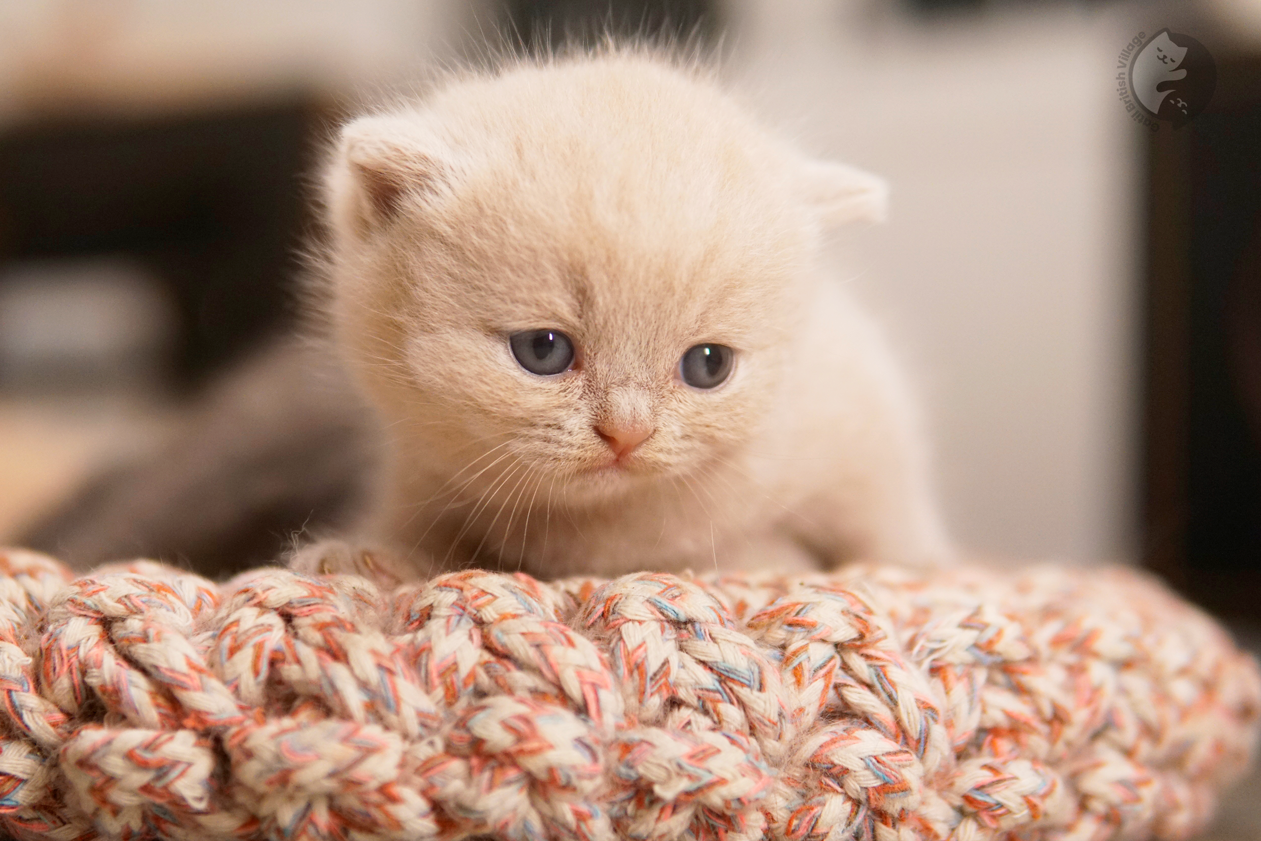 Filhote de British Shorthair