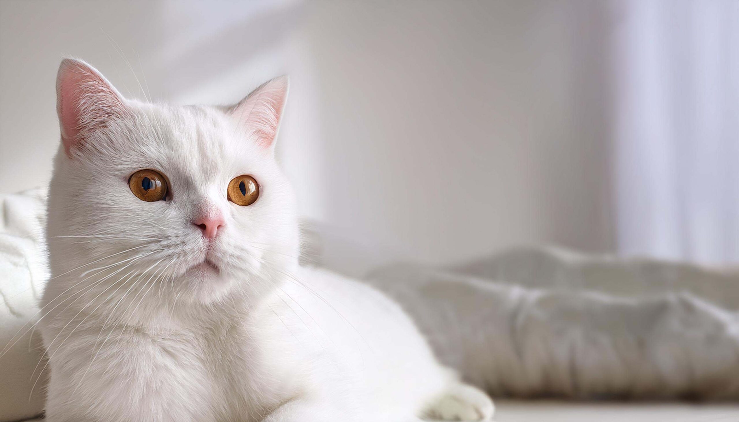 Gato British Shorthair com pelagem sólida branca