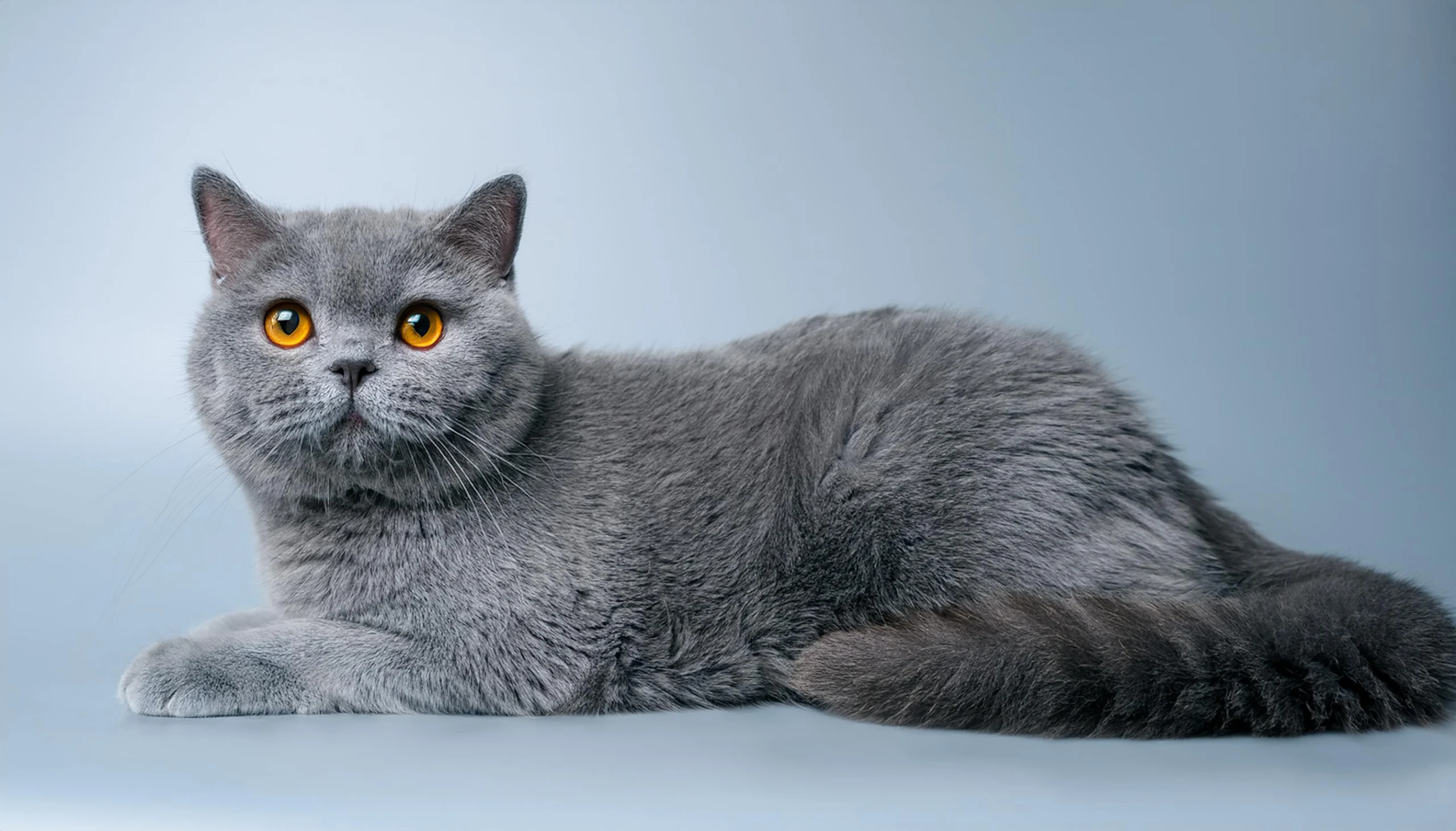 Exemplo de gato British Shorthair com pelagem sólida na cor azul