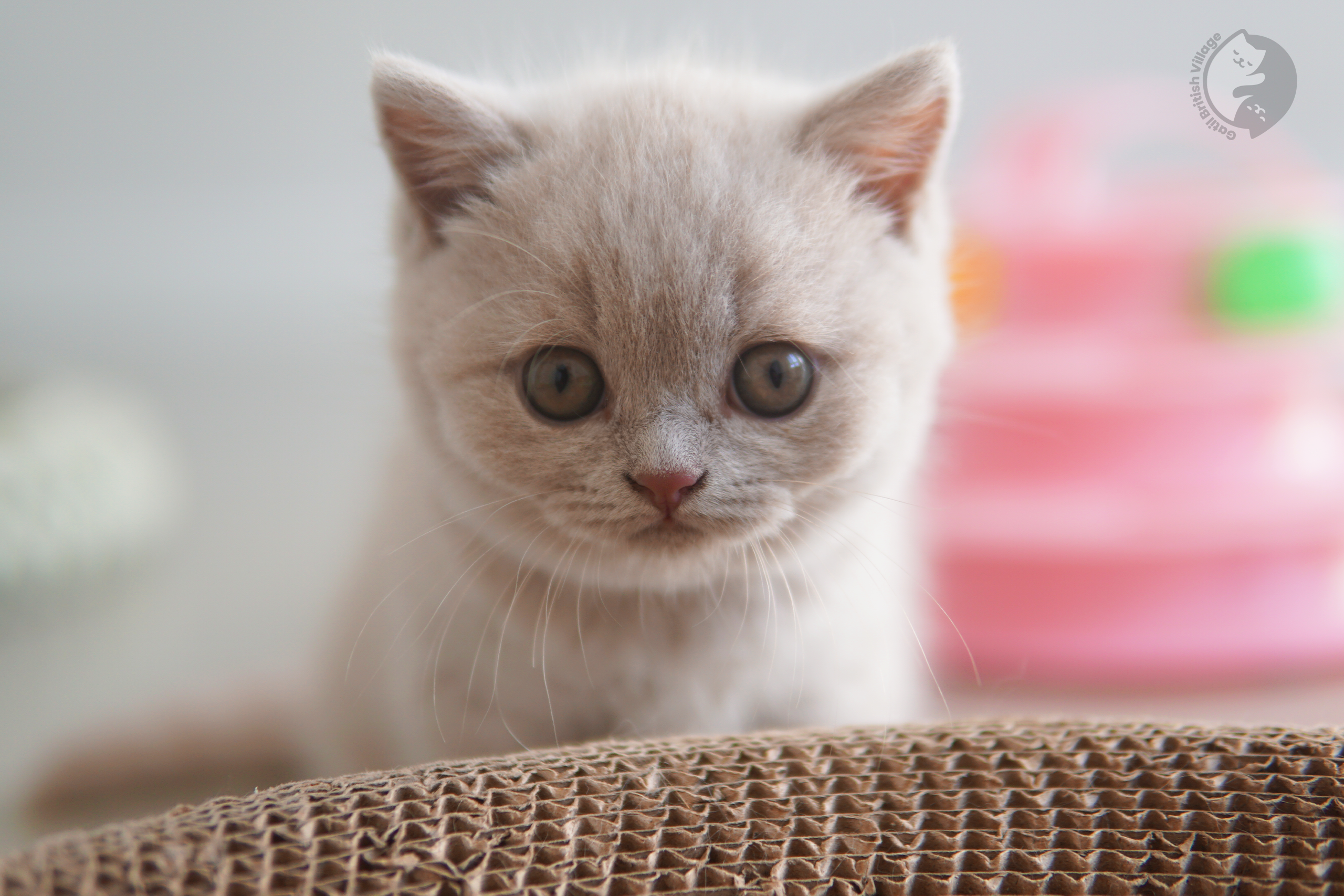 Filhote de British Shorthair