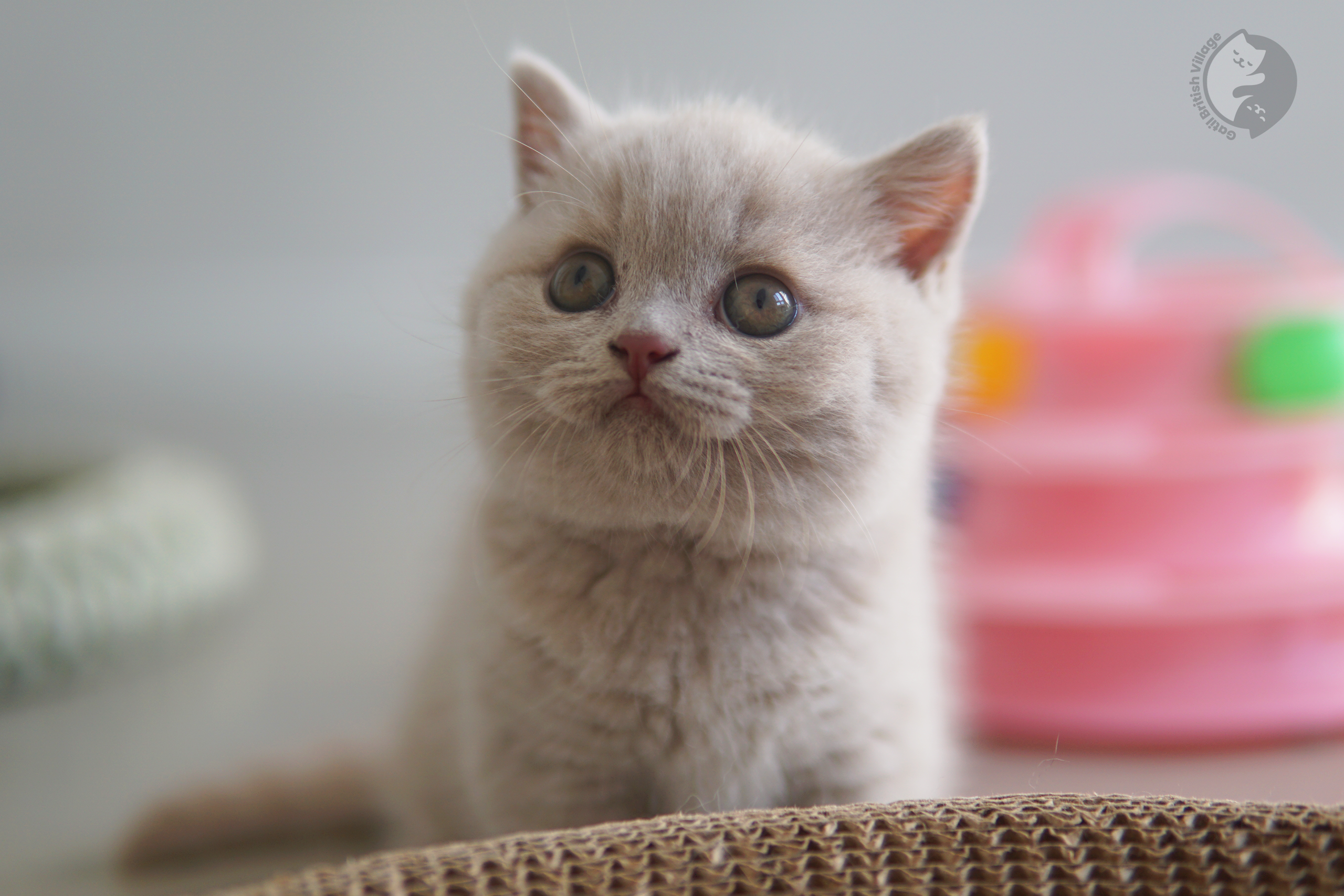 Filhote de British Shorthair