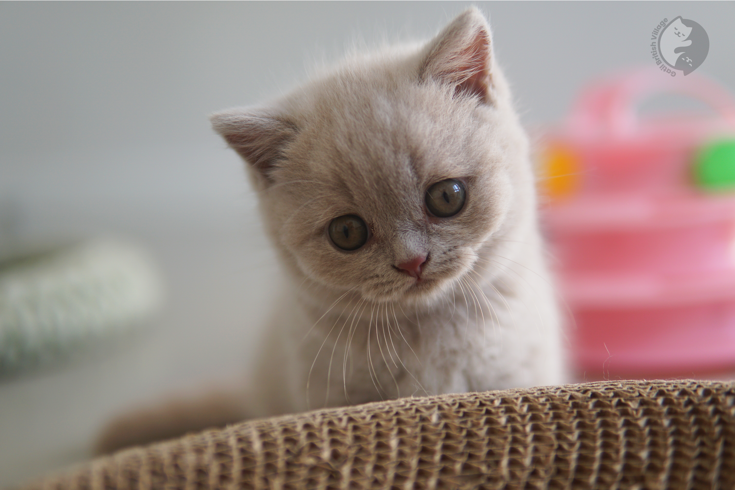 Filhote de British Shorthair