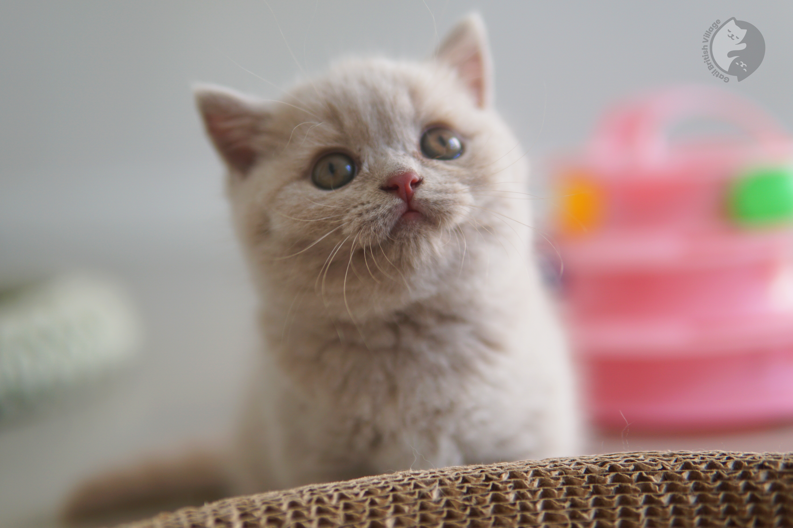 Filhote de British Shorthair