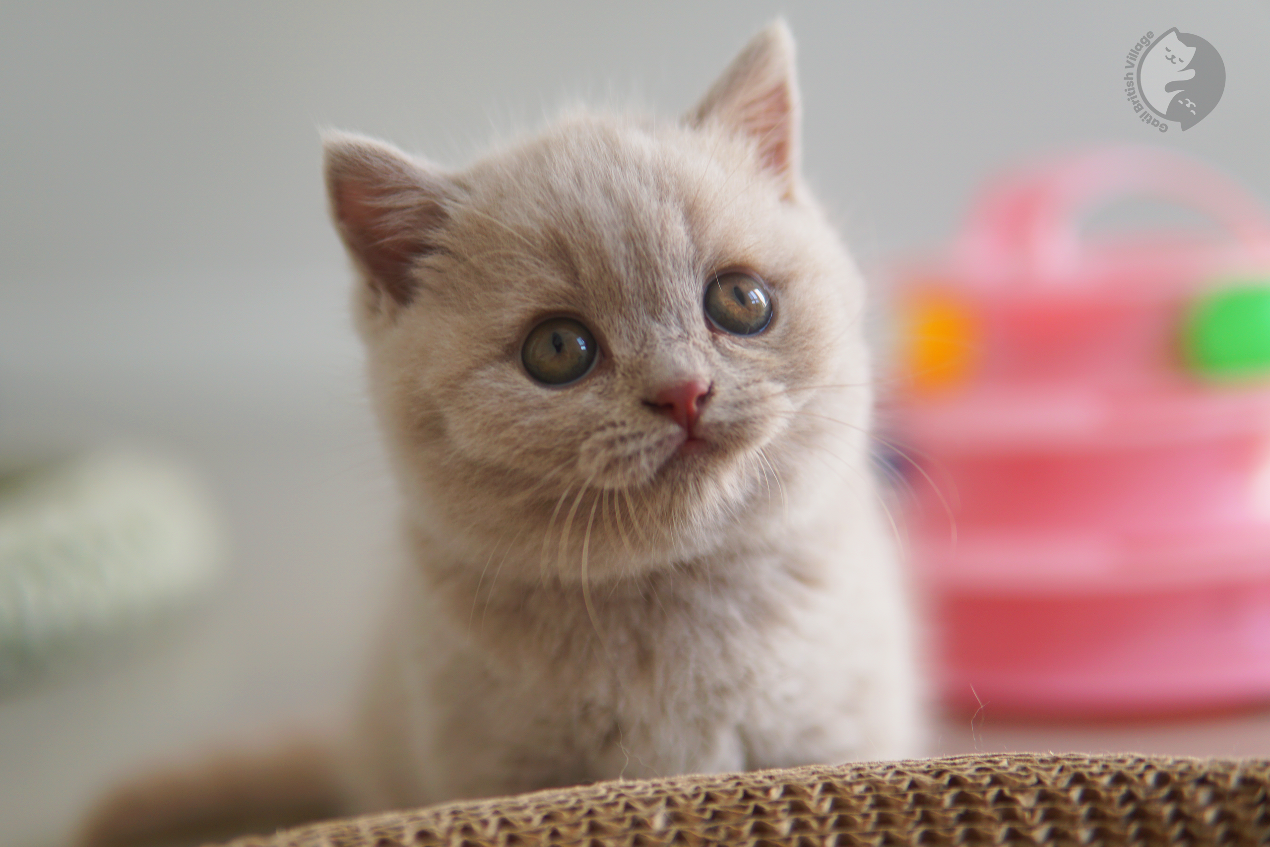 Filhote de British Shorthair