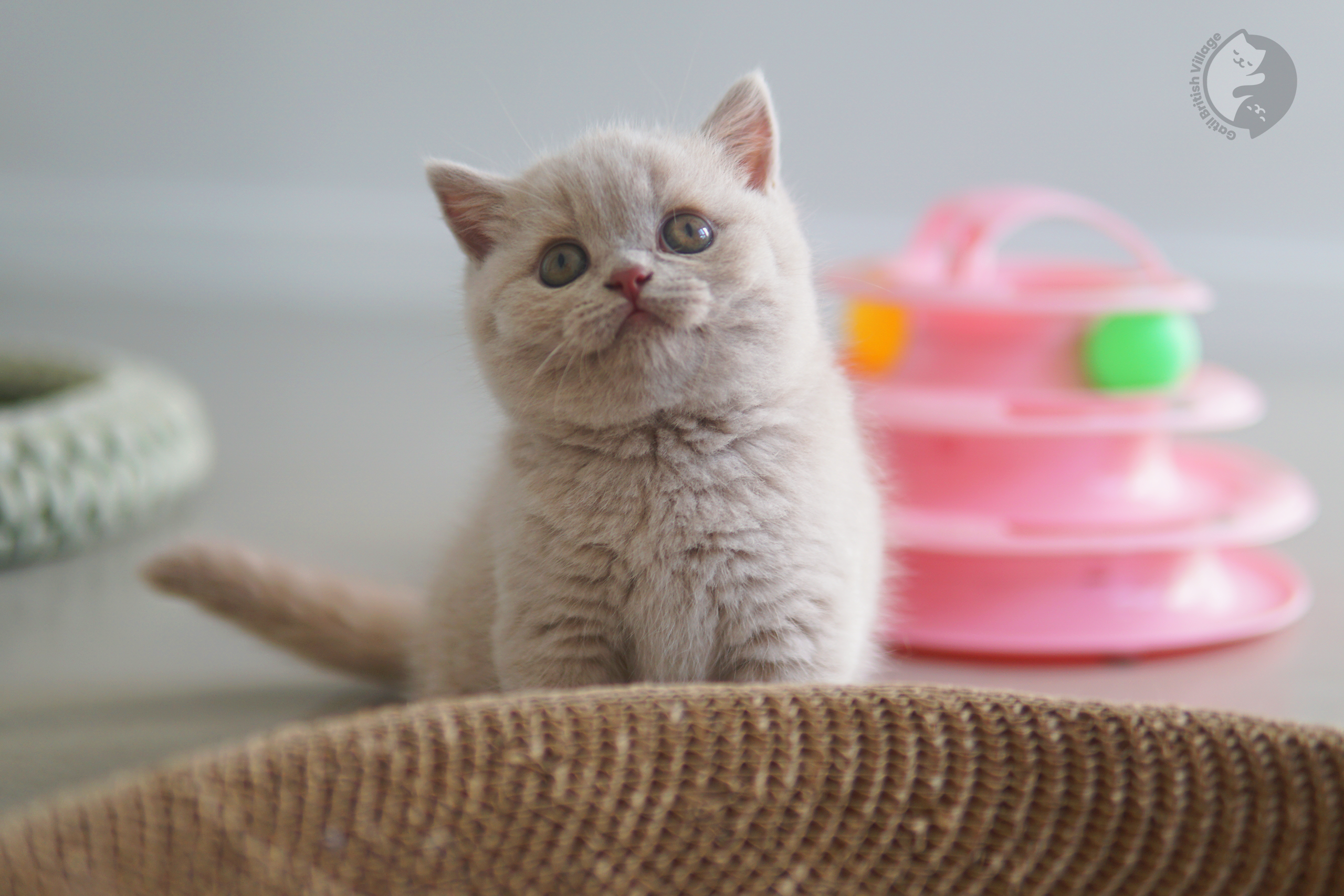 Filhote de British Shorthair