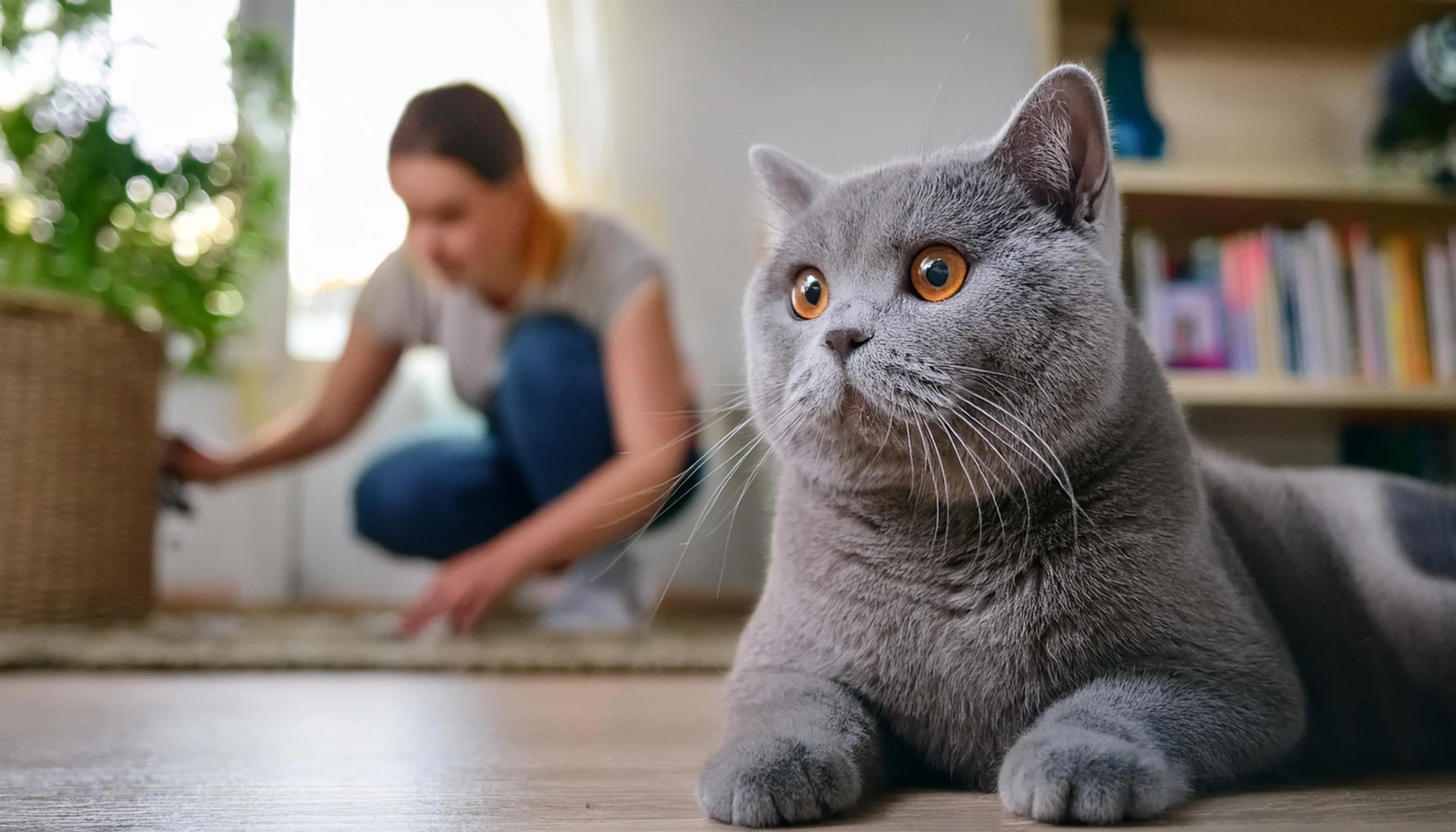 Remoção de objetos perigosos para a segurança do British Shorthair.