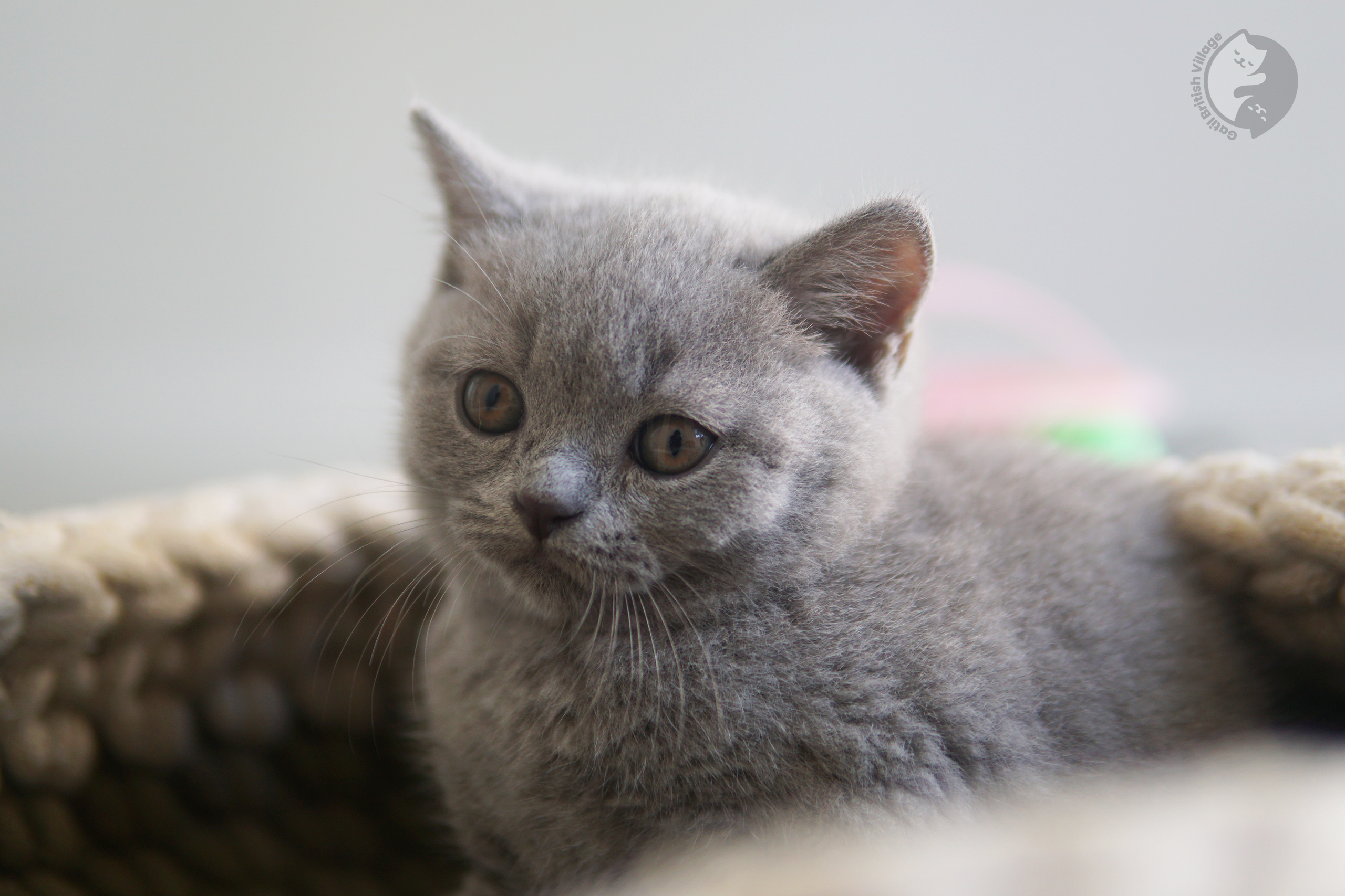 Filhote de British Shorthair