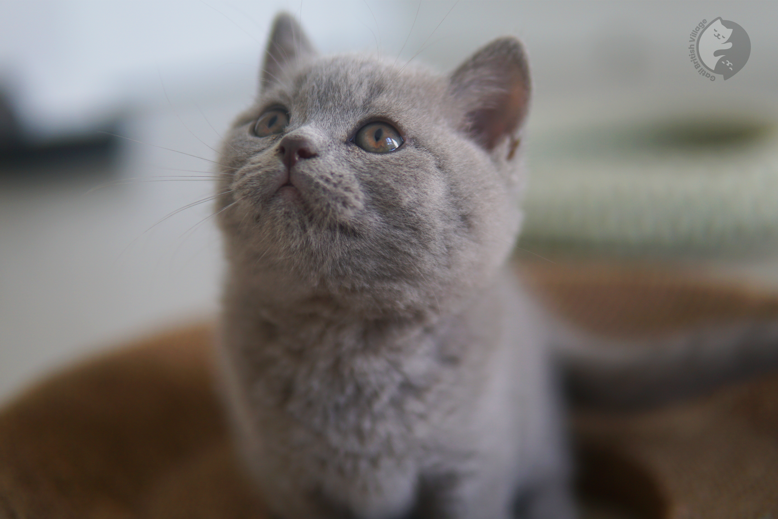 Filhote de British Shorthair