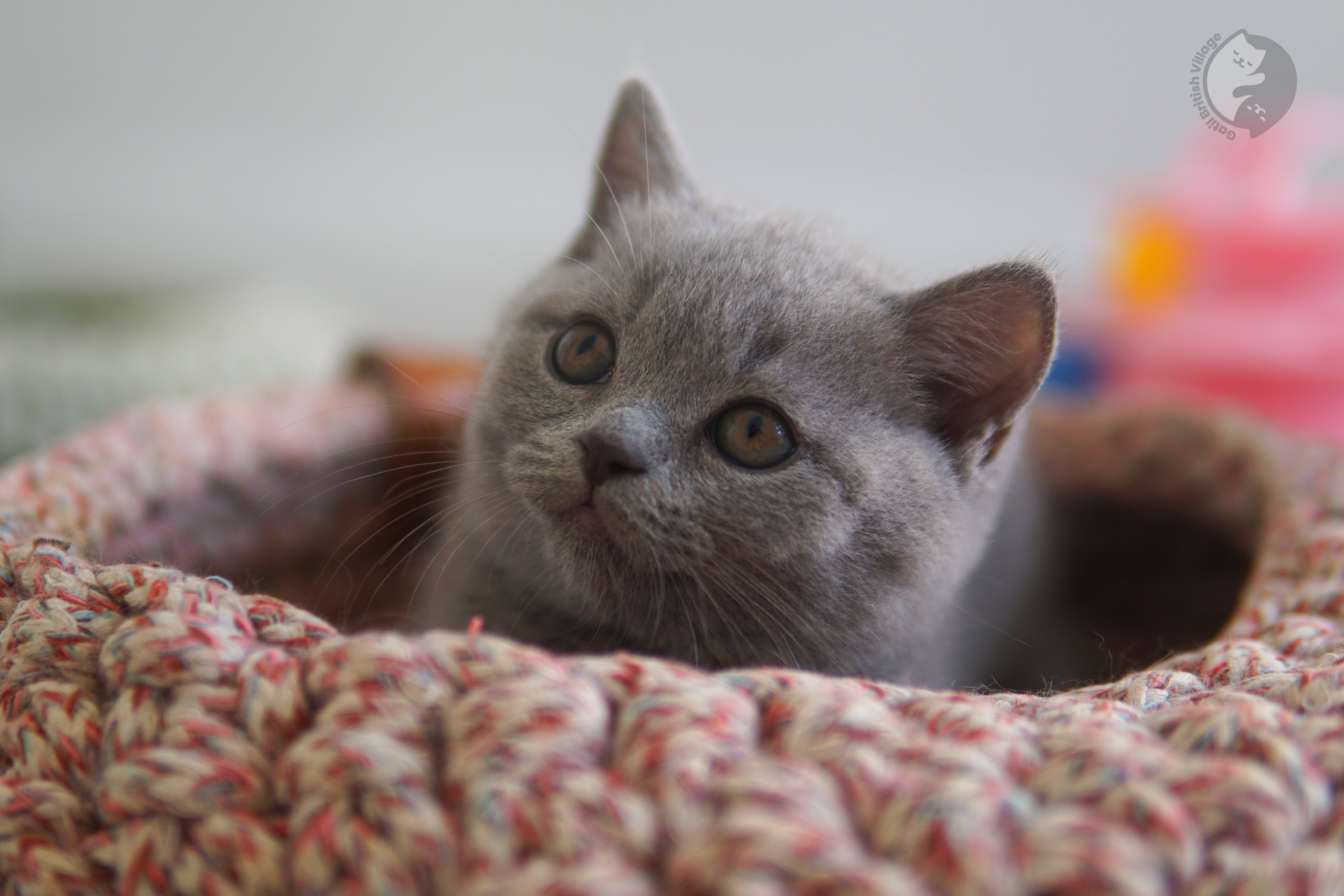 Filhote de British Shorthair