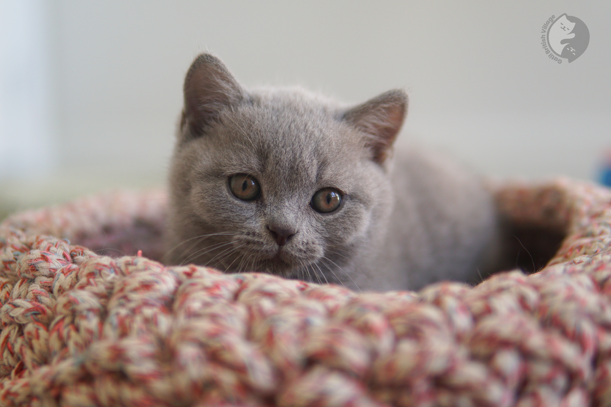 Filhote de British Shorthair